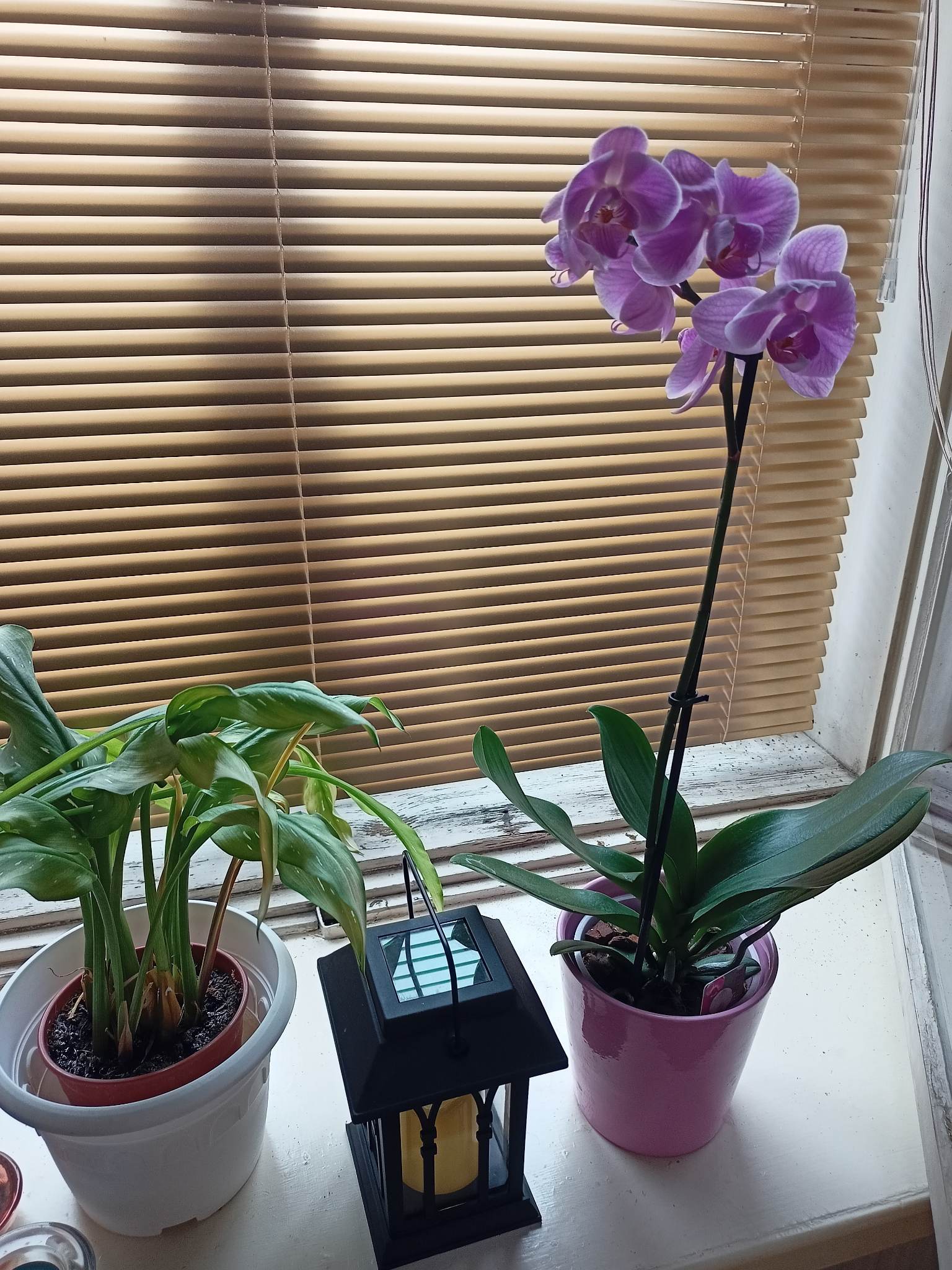 Salónek Sára Maserské, Rekondiční a Regenerační služby foto 4