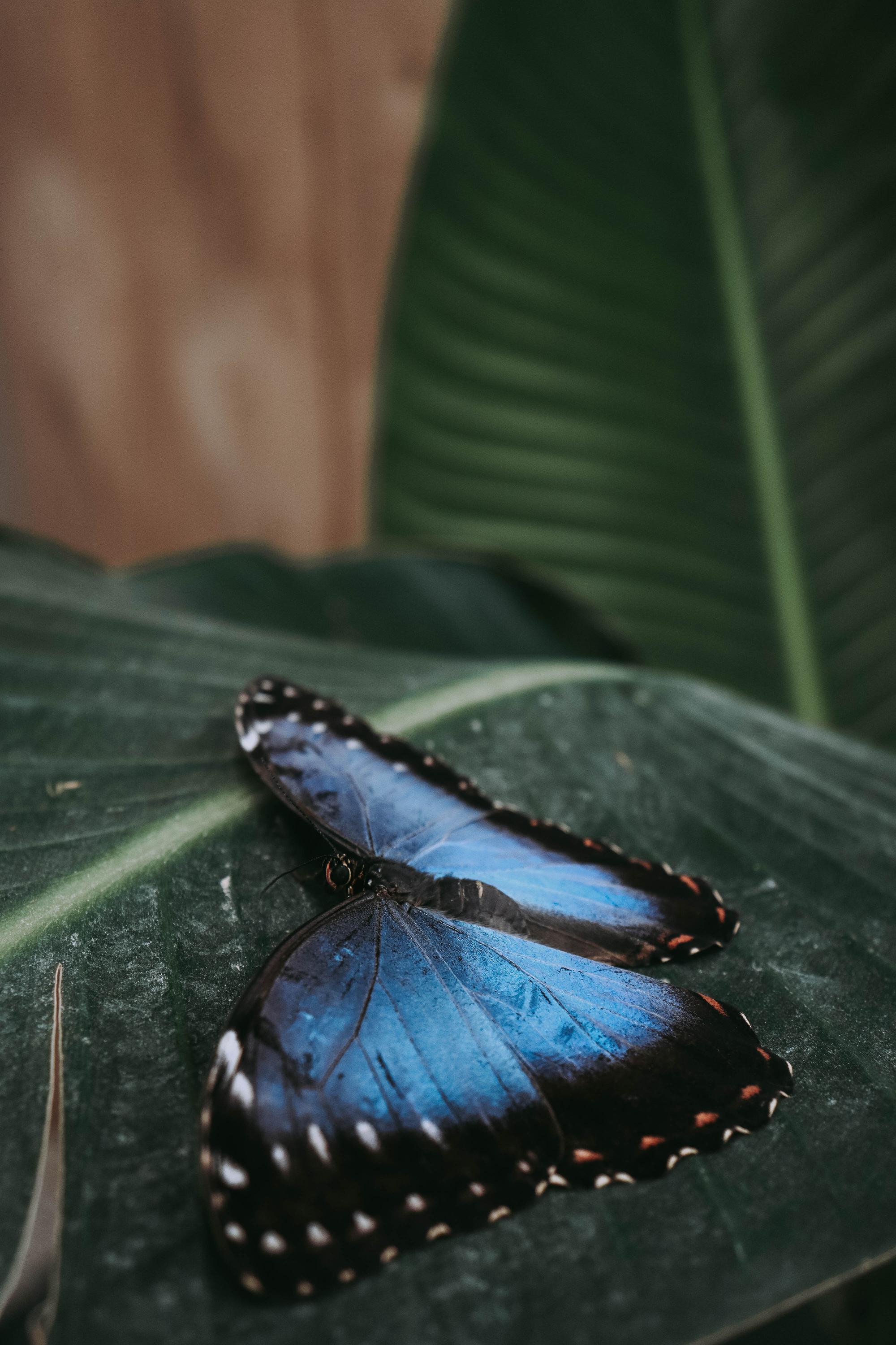 Papilonia - motýlí dům Ostrava foto 5