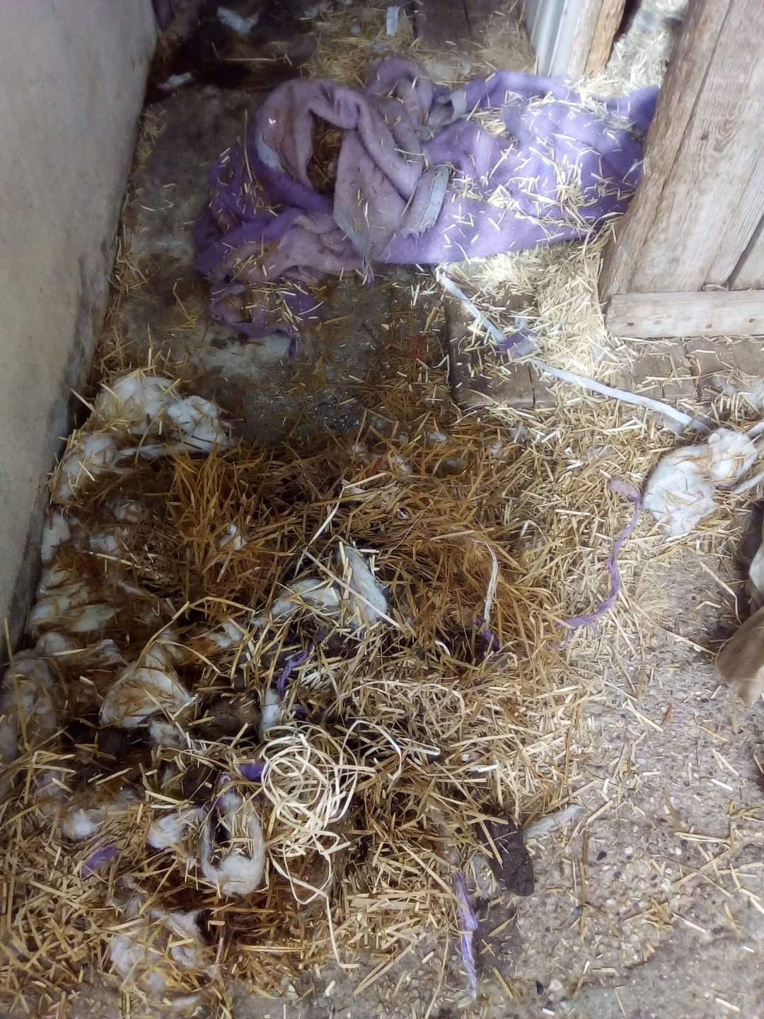 Útulek pro opuštěné psy Dětmarovice foto 4
