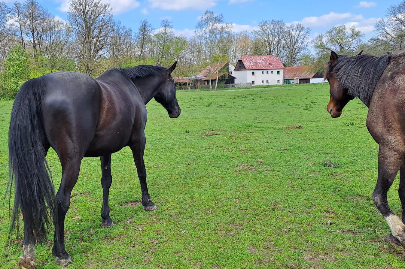 Jezdecký Klub U Rádi