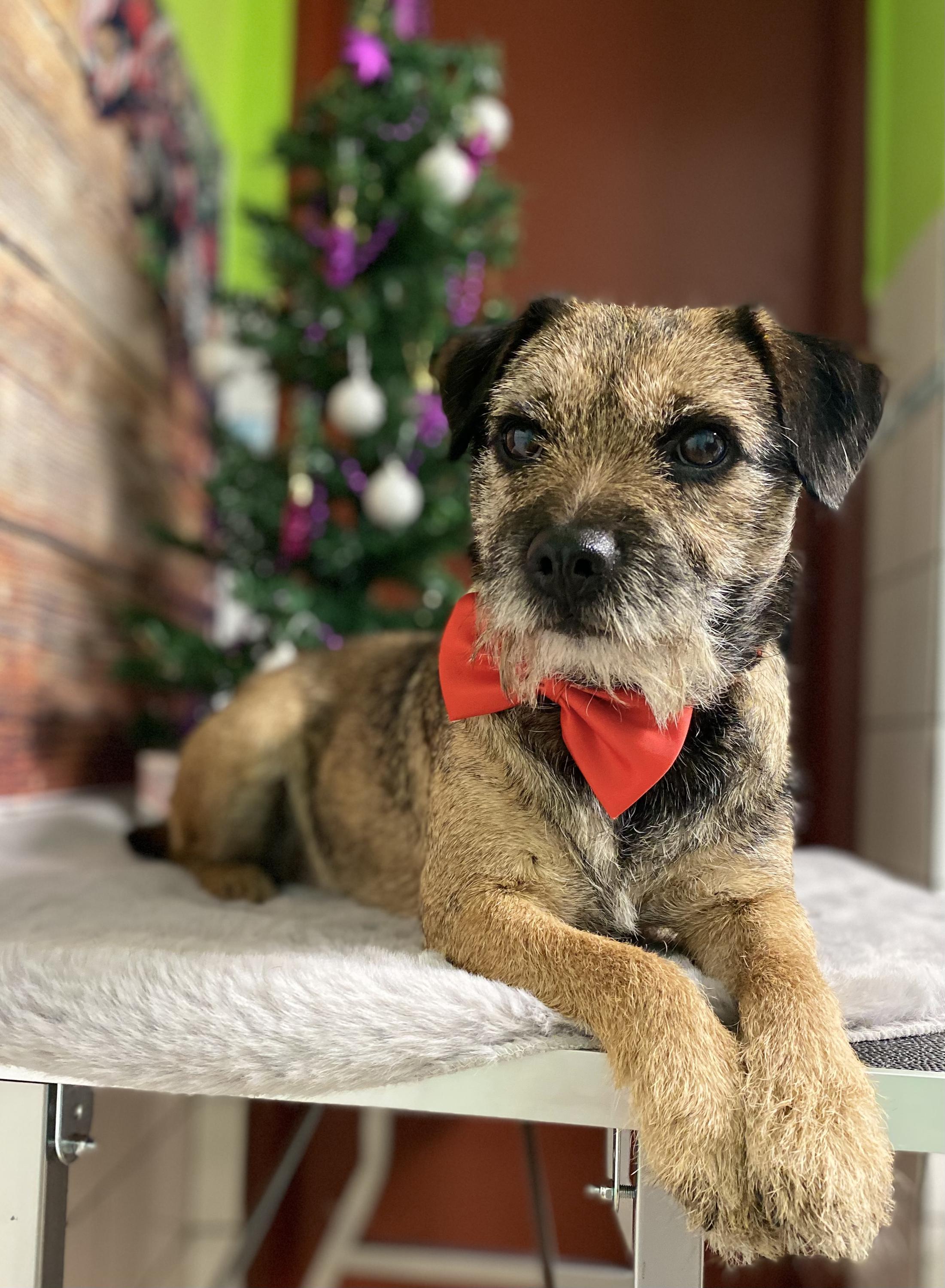 Wellness a salon pro psy DogFamily - Jitka Kropáčková a Jana Římanová foto 3