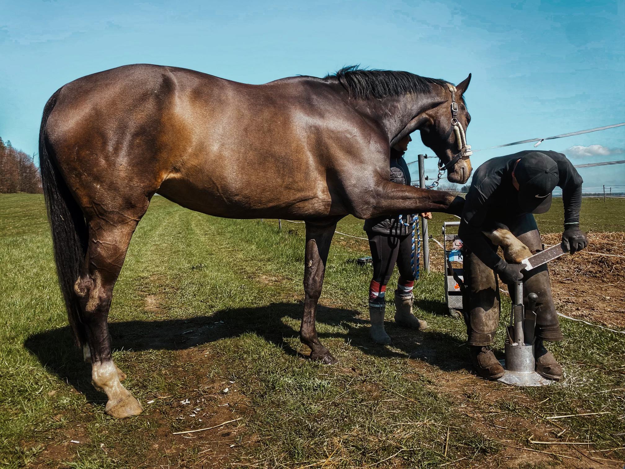 Podkovář Šimon Jurovic foto 5