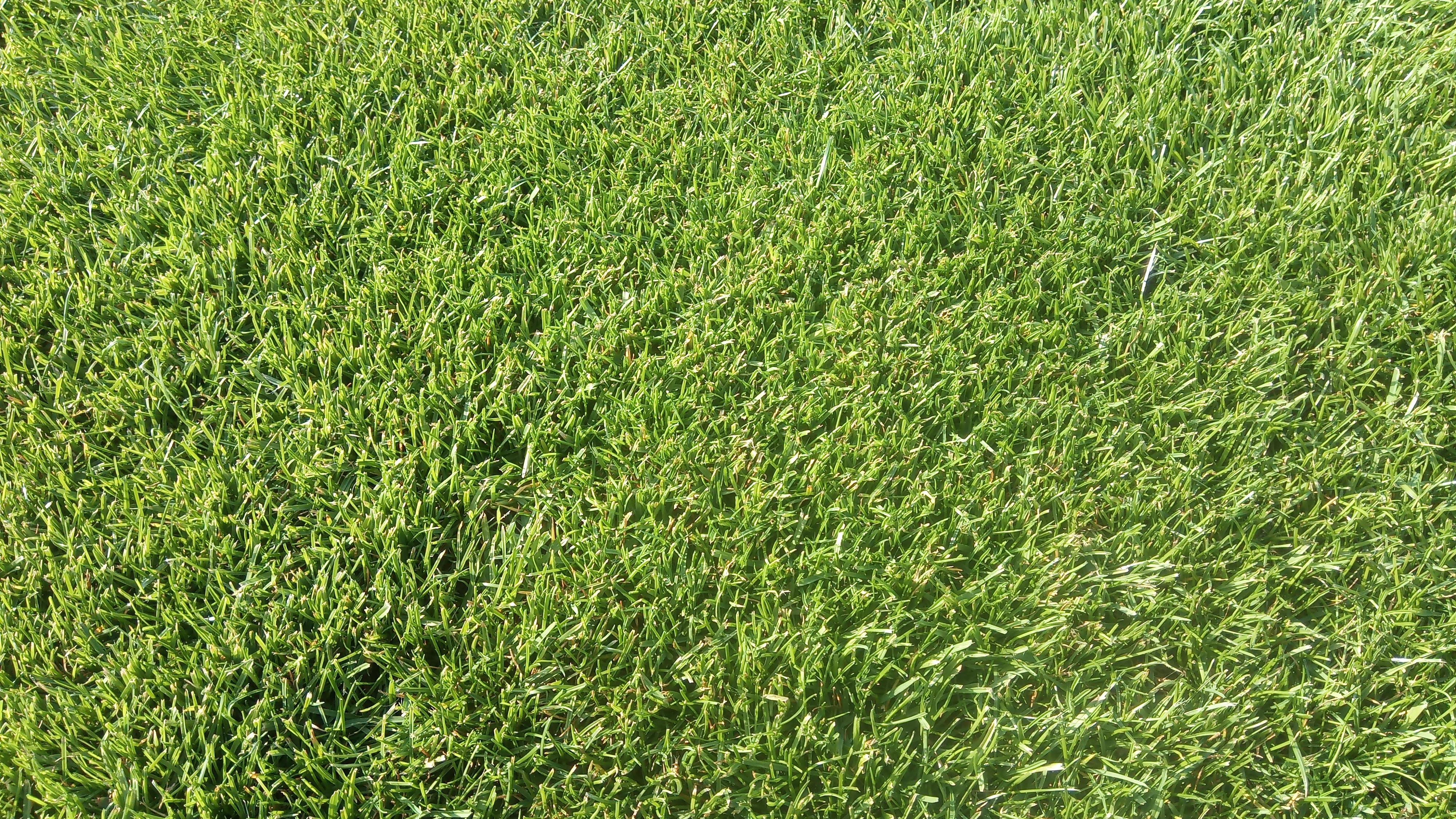 Trávníkové koberce Novotný foto 4