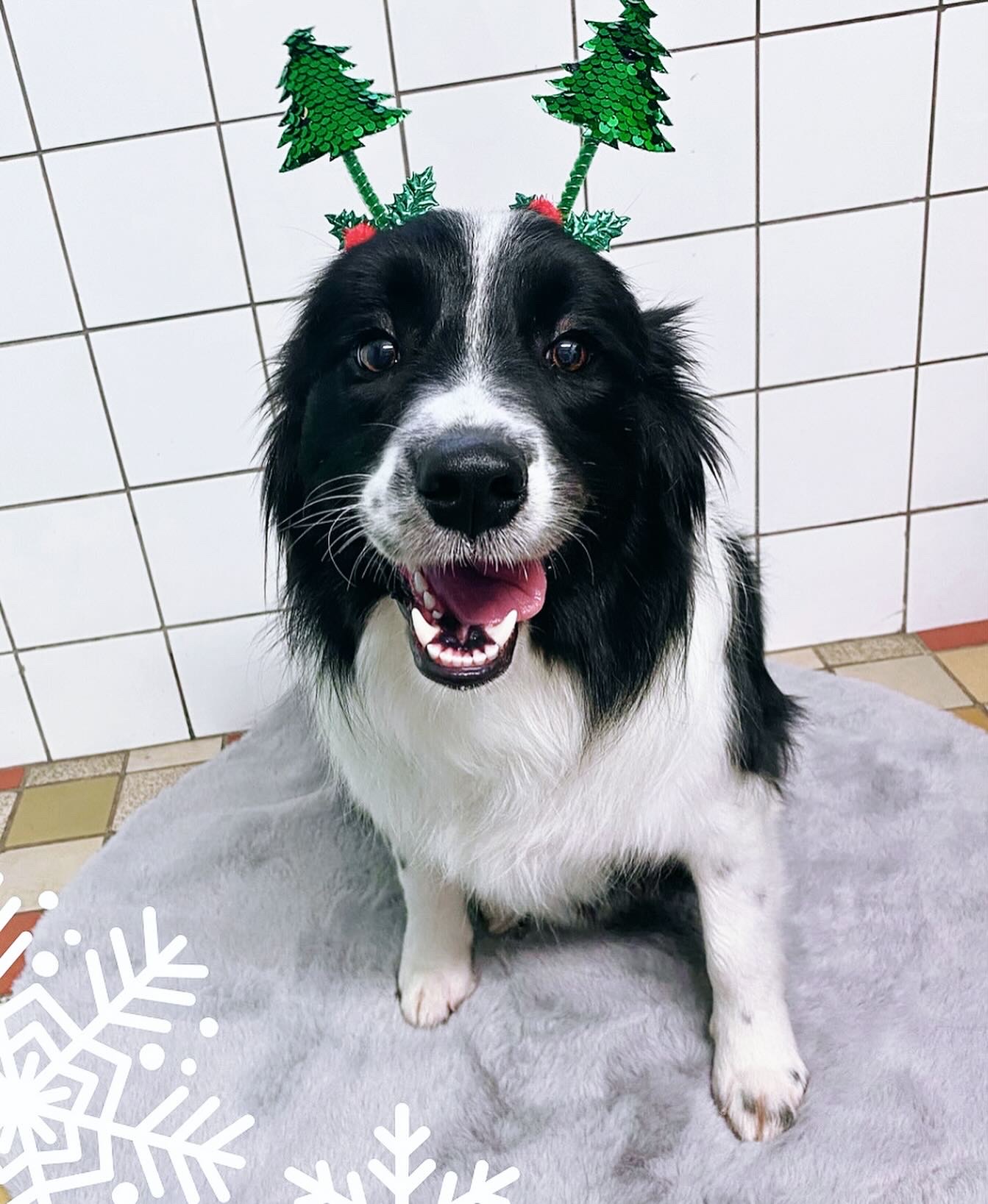 Wellness a salon pro psy DogFamily - Jitka Kropáčková a Jana Římanová foto 4
