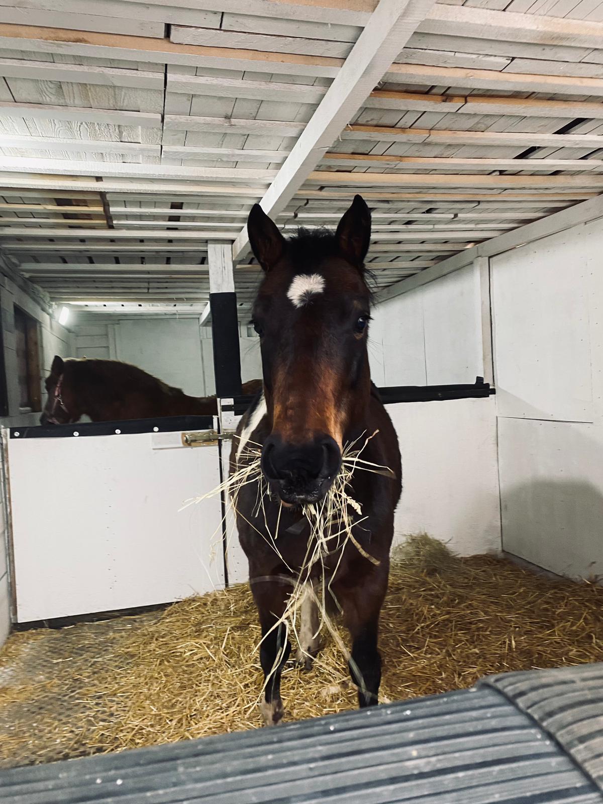 Ustájení koní - U jezera foto 3