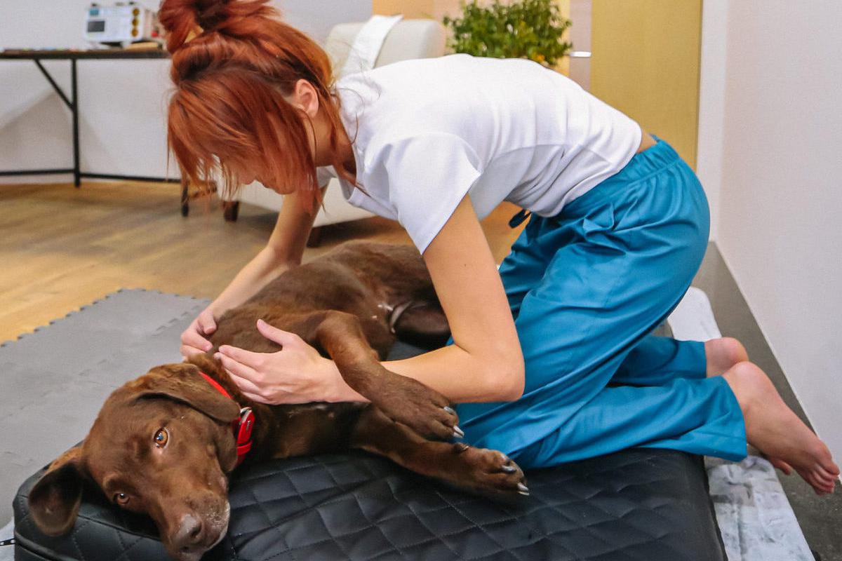 Andrea Mazánková - Rehabilitace a fyzioterapie zvířat