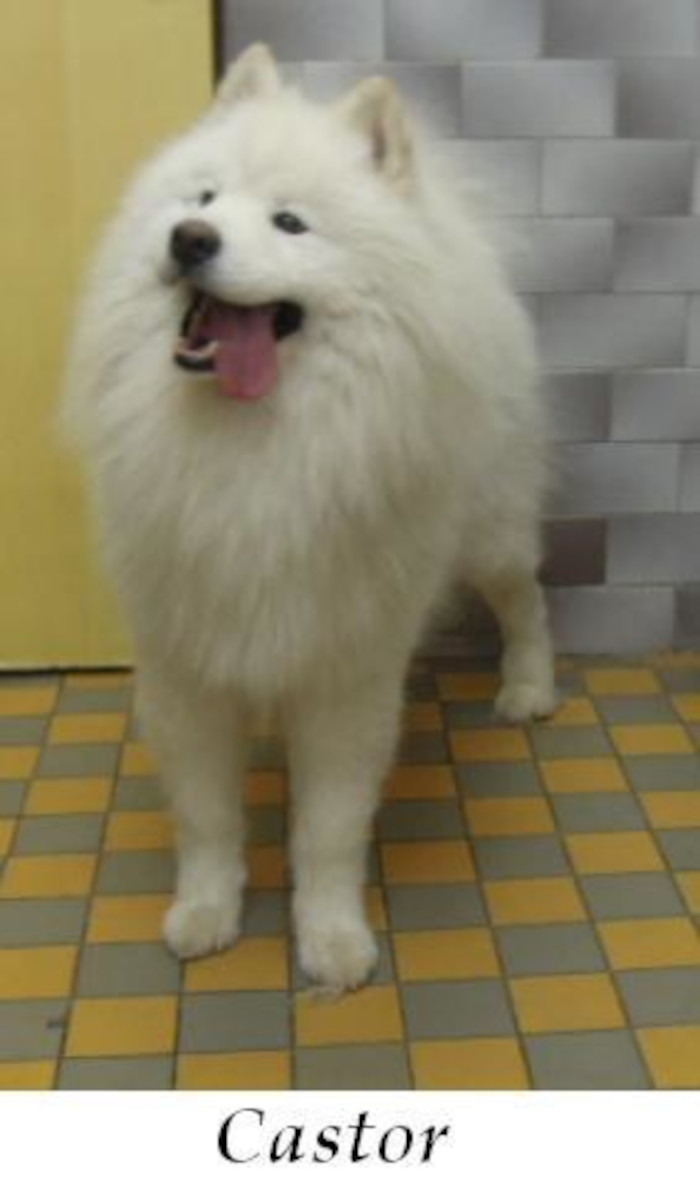 Stříhání úprava psů - Jarmila Kašparová foto 5