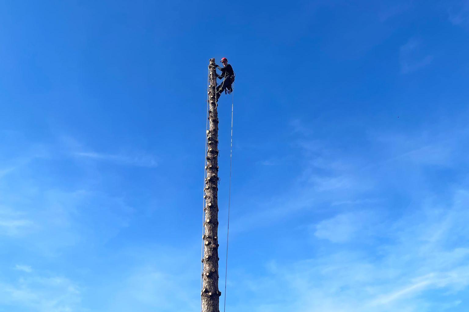 Rizikové kácení a ošetření stromů  ARBO-JEHLA foto 1