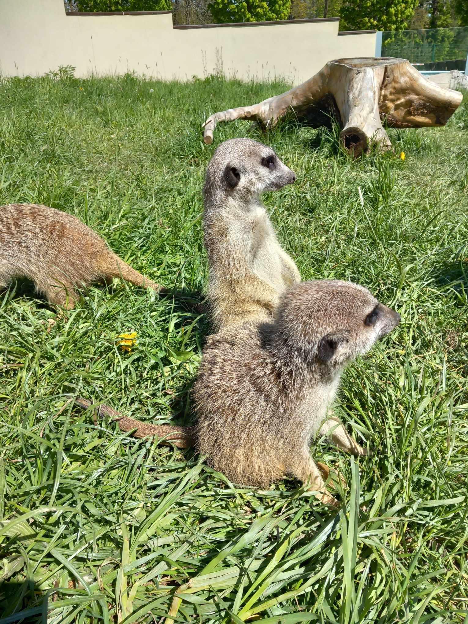 ZOO Tábor foto 6