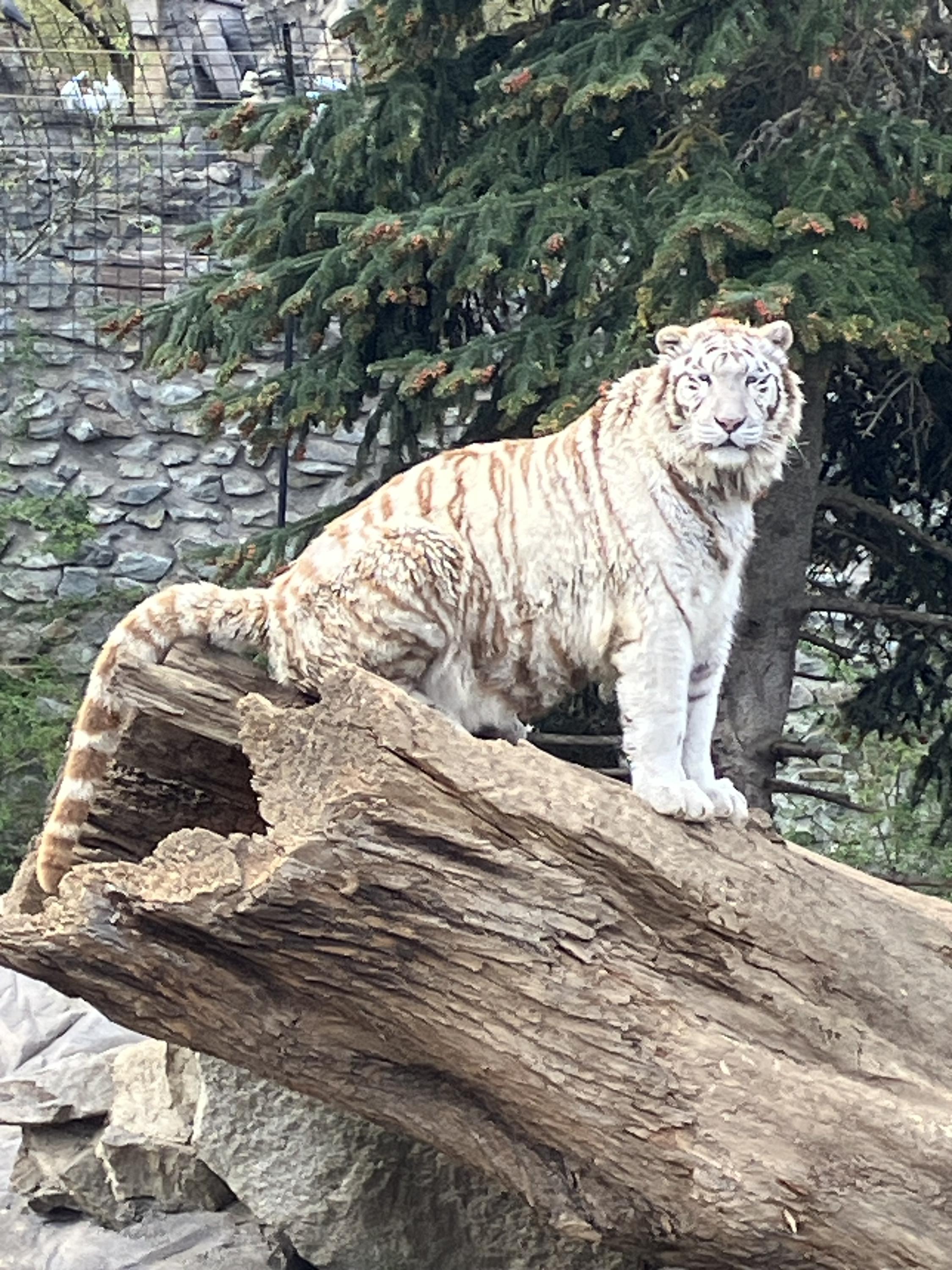 Zoo Plasy foto 5