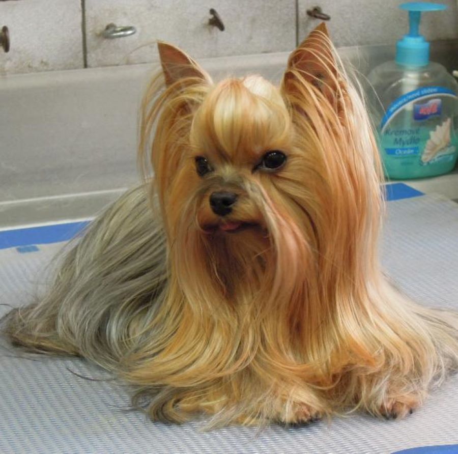 Kurz stříhání psů - Střihač psů