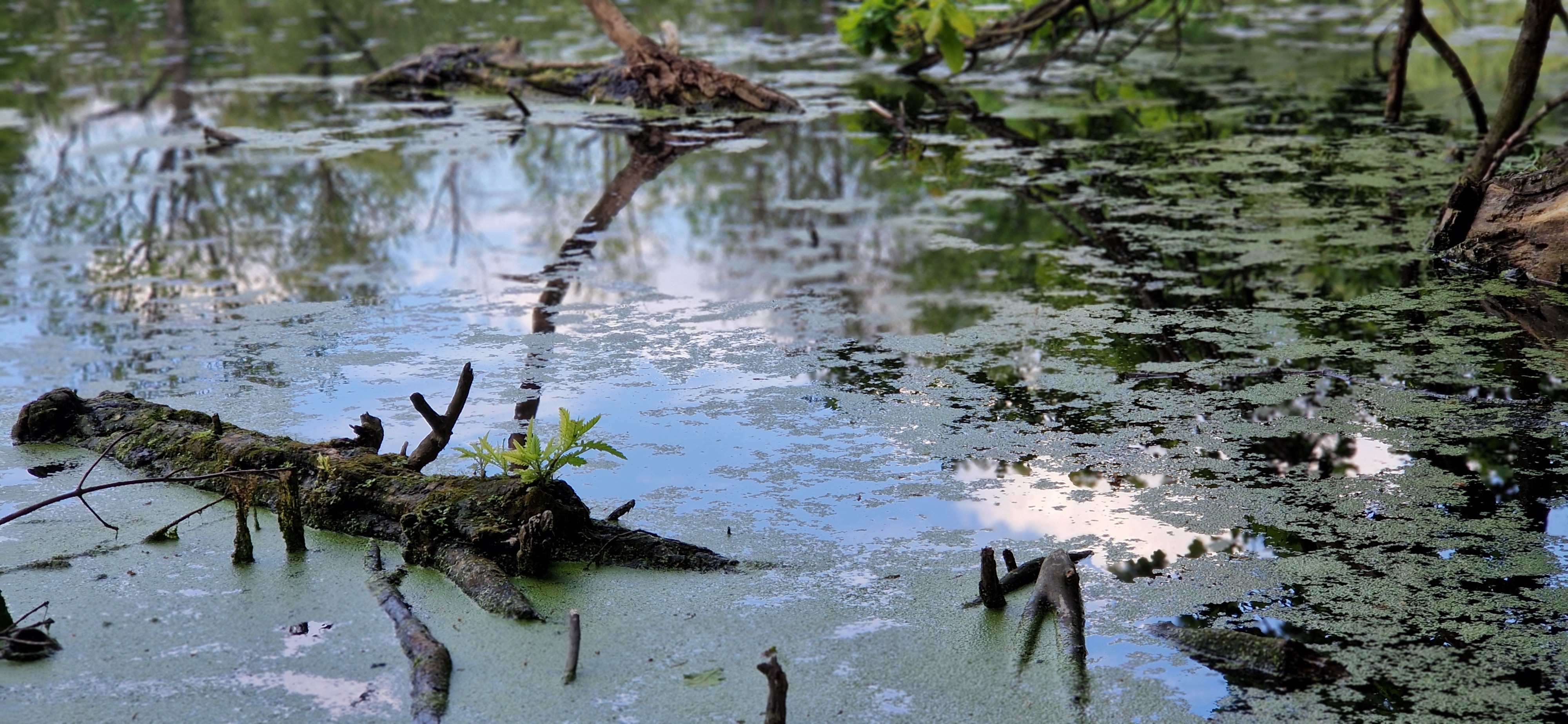 Průhonický park a zámek - Botanický ústav AV ČR foto 6
