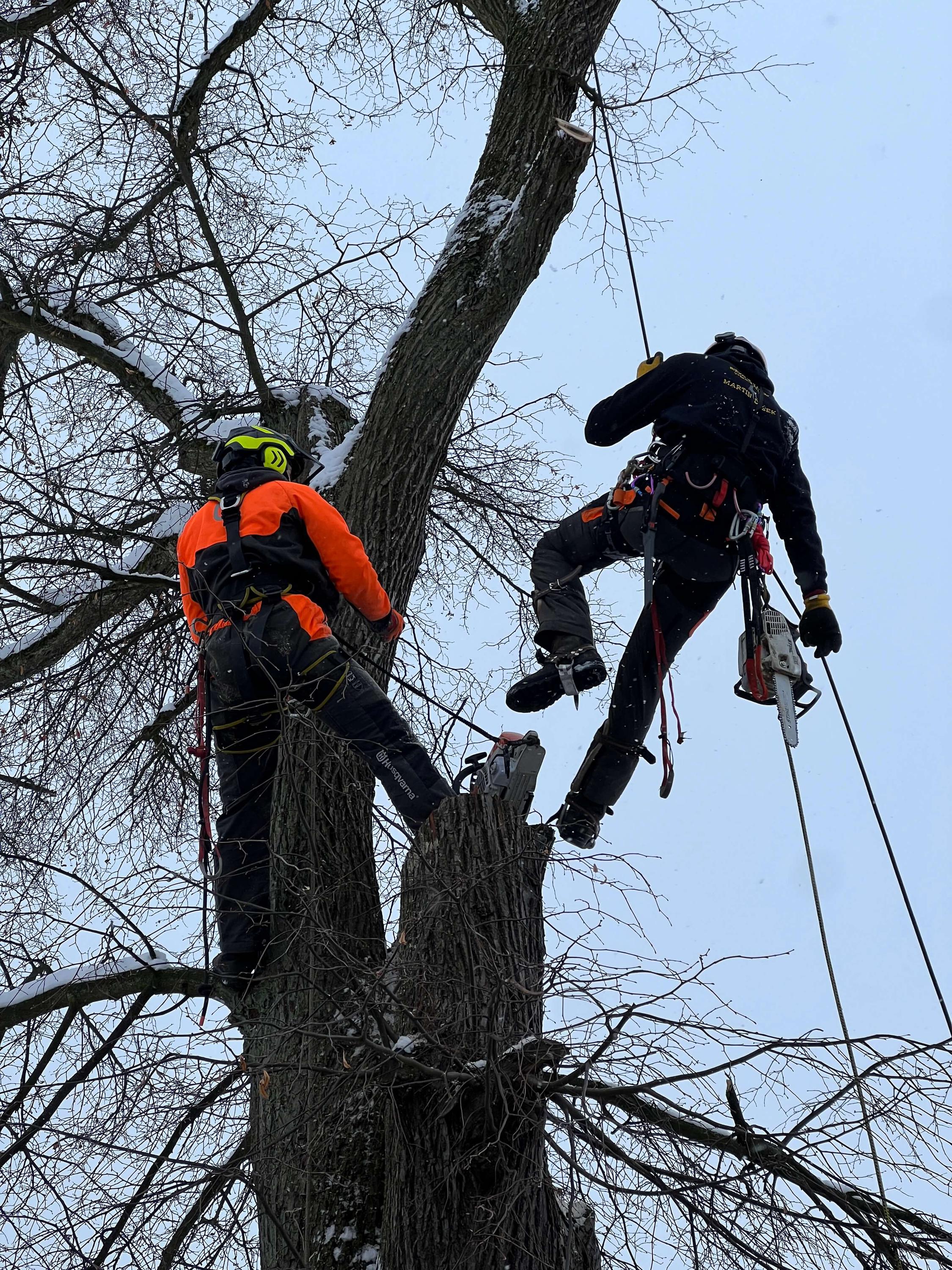 Rizikové kácení Martin Dušek foto 4