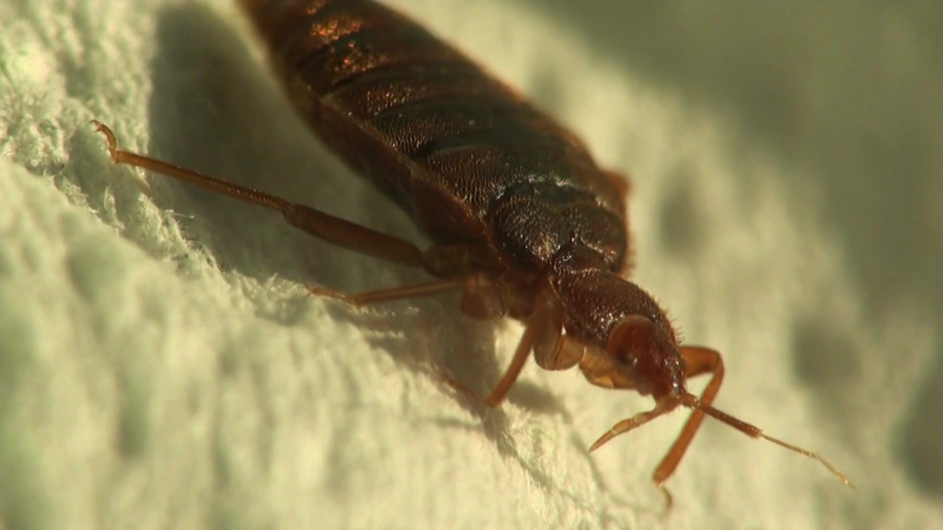 Deratizacelevne.cz foto 2 (náhled videa)