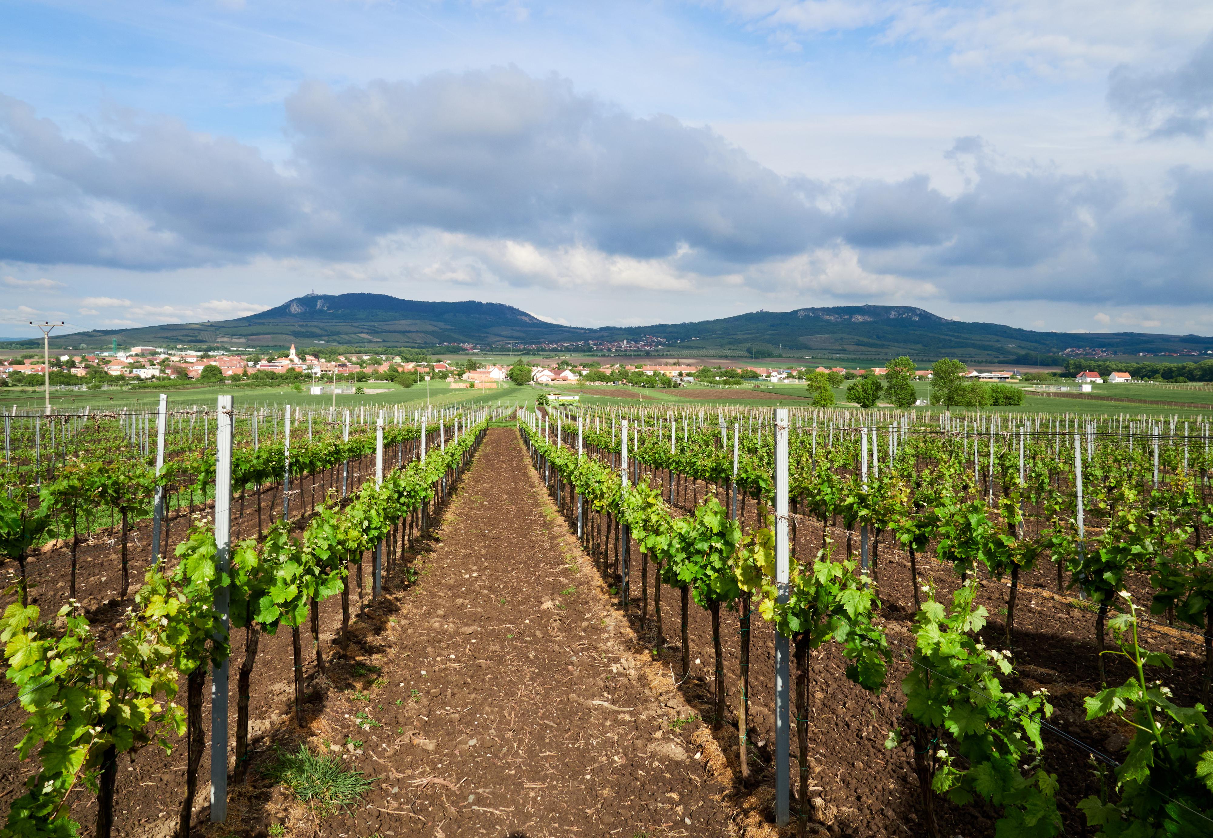 Penzion a vinařství Lelíkovi foto 3