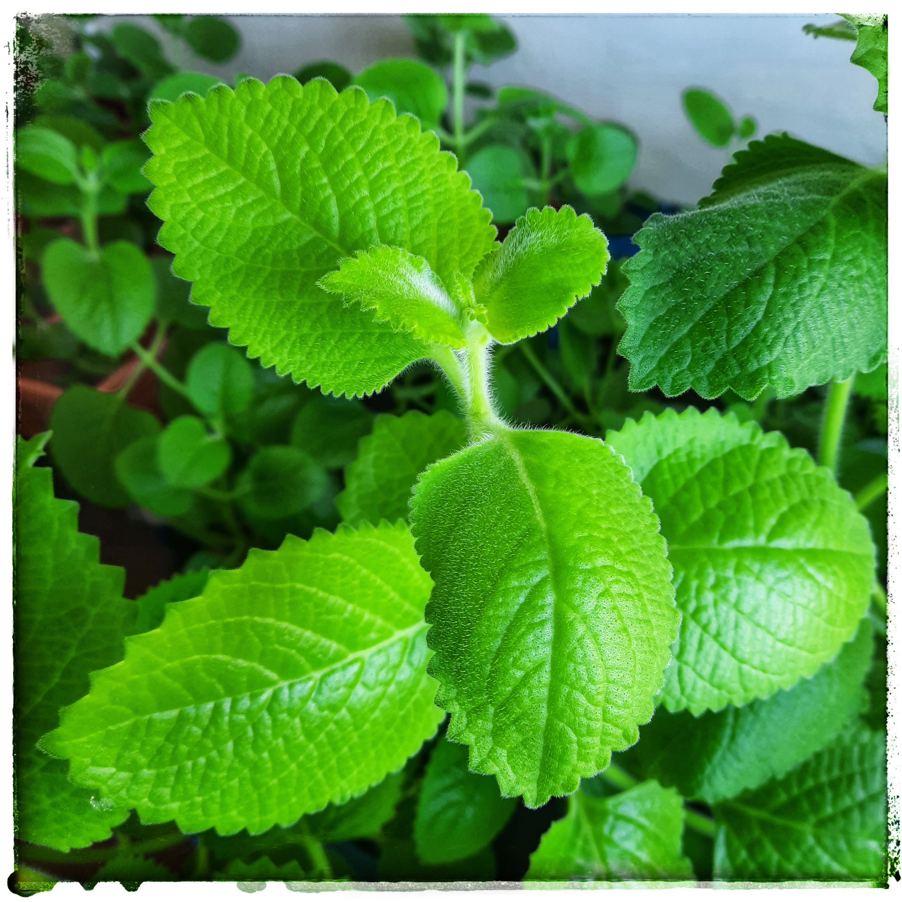 Můj rýmovník foto 4