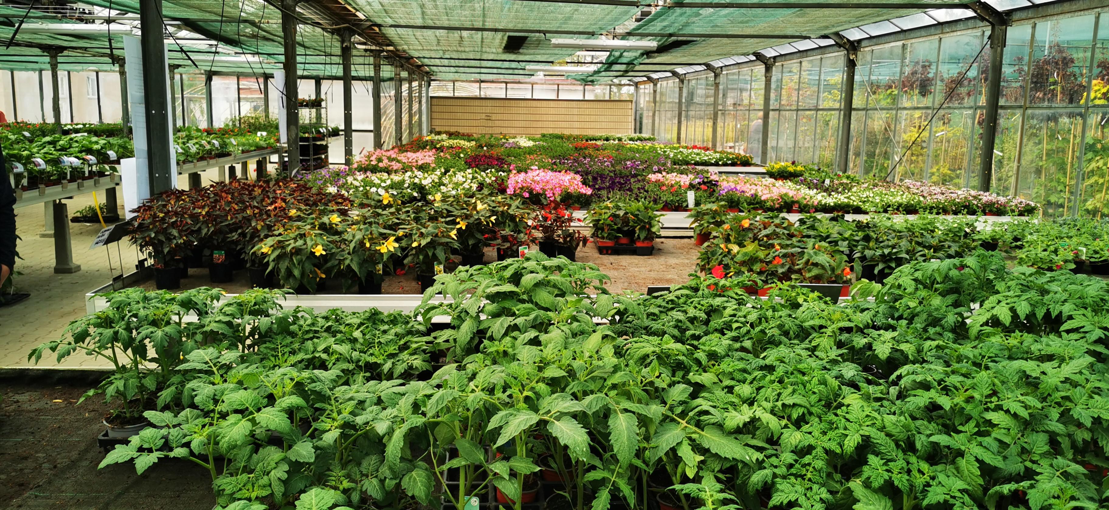 Zahradnictví v Kaštanech s.r.o. foto 2