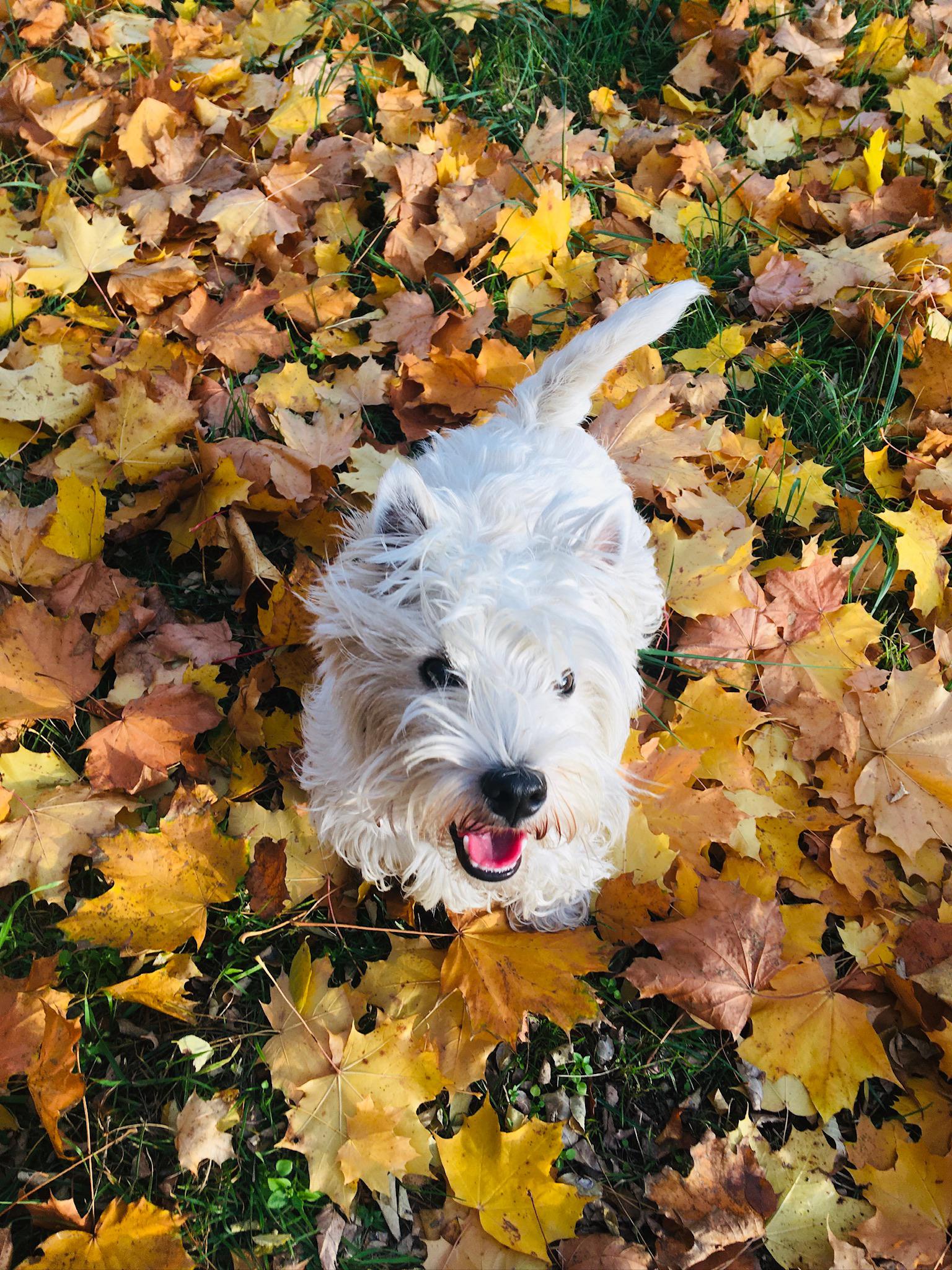 Chovatelská stanice Mystery of Dragon foto 3