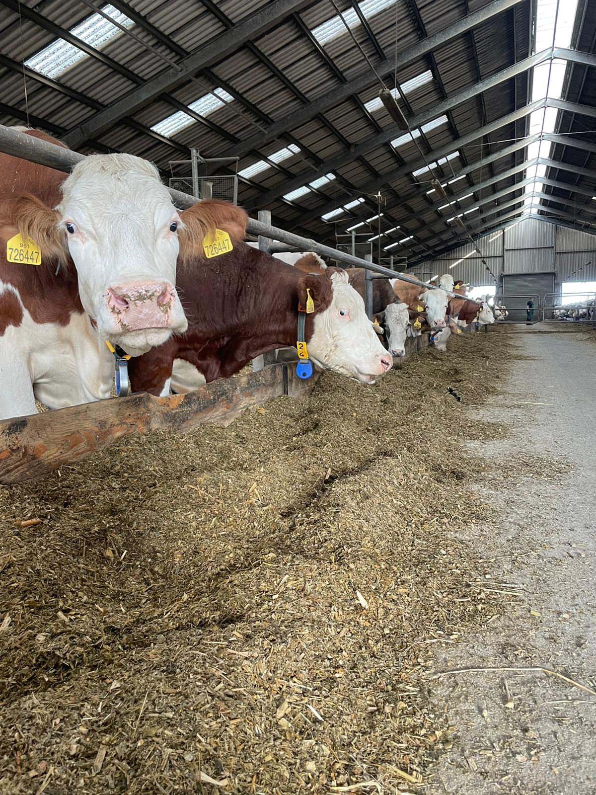 Zemědělské družstvo Kožichovice, družstvo, družstvo foto 2