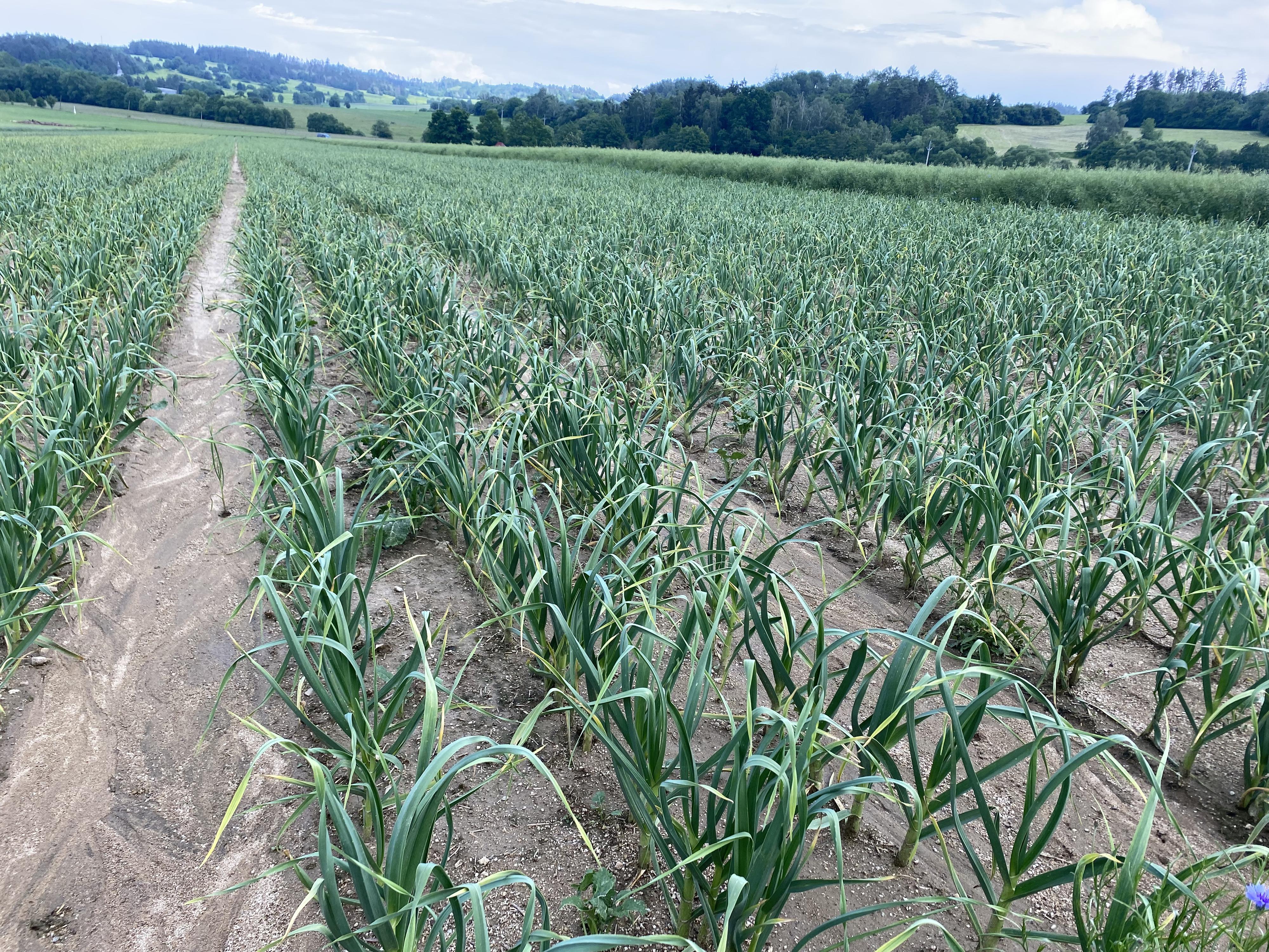 Farma Jura foto 3