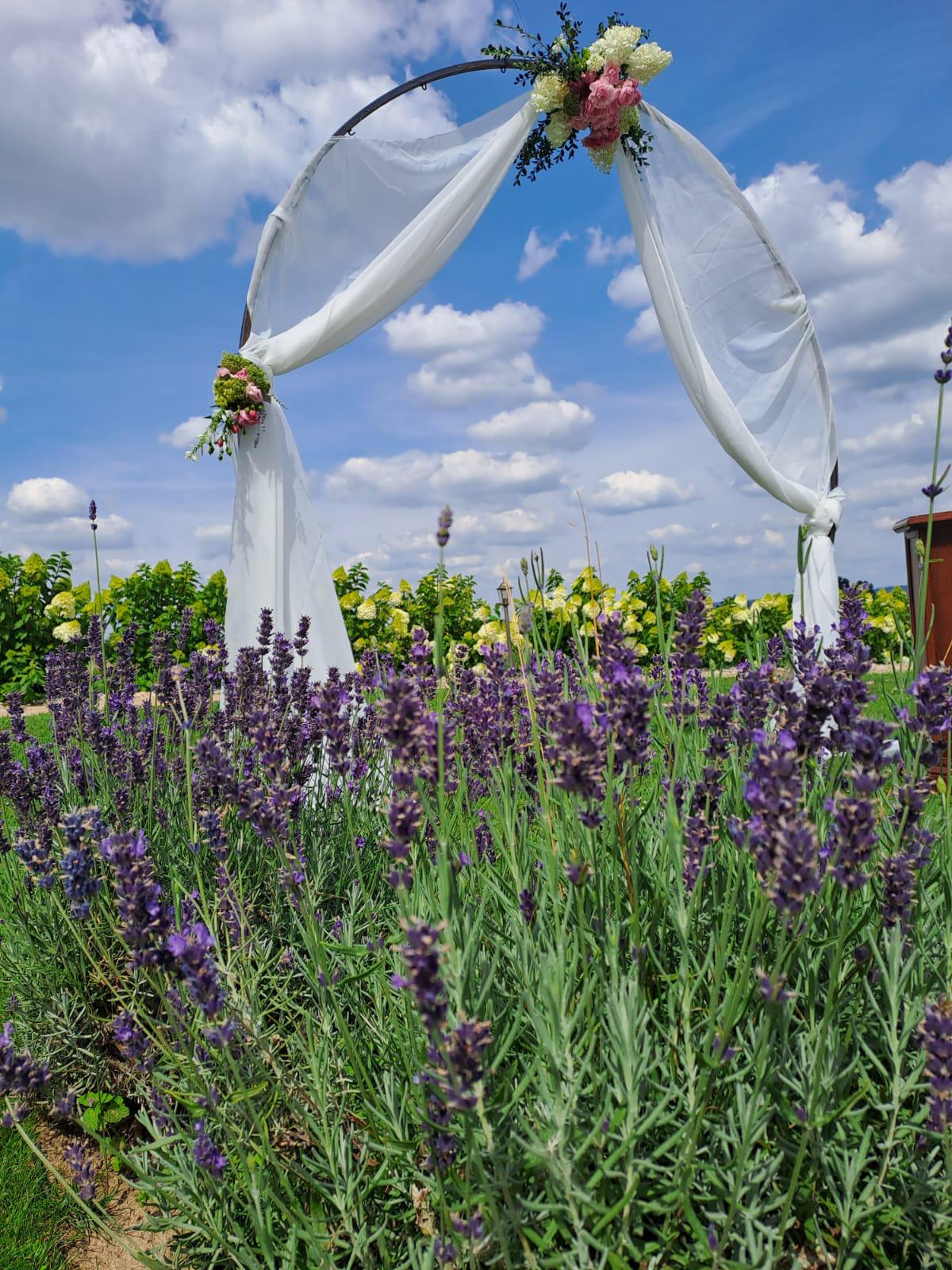 Lavender Kuks foto 2