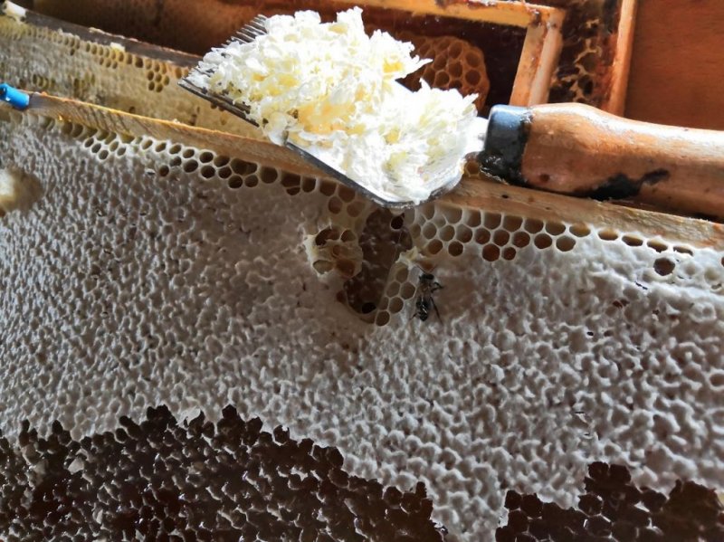 Rožmberský med foto 4