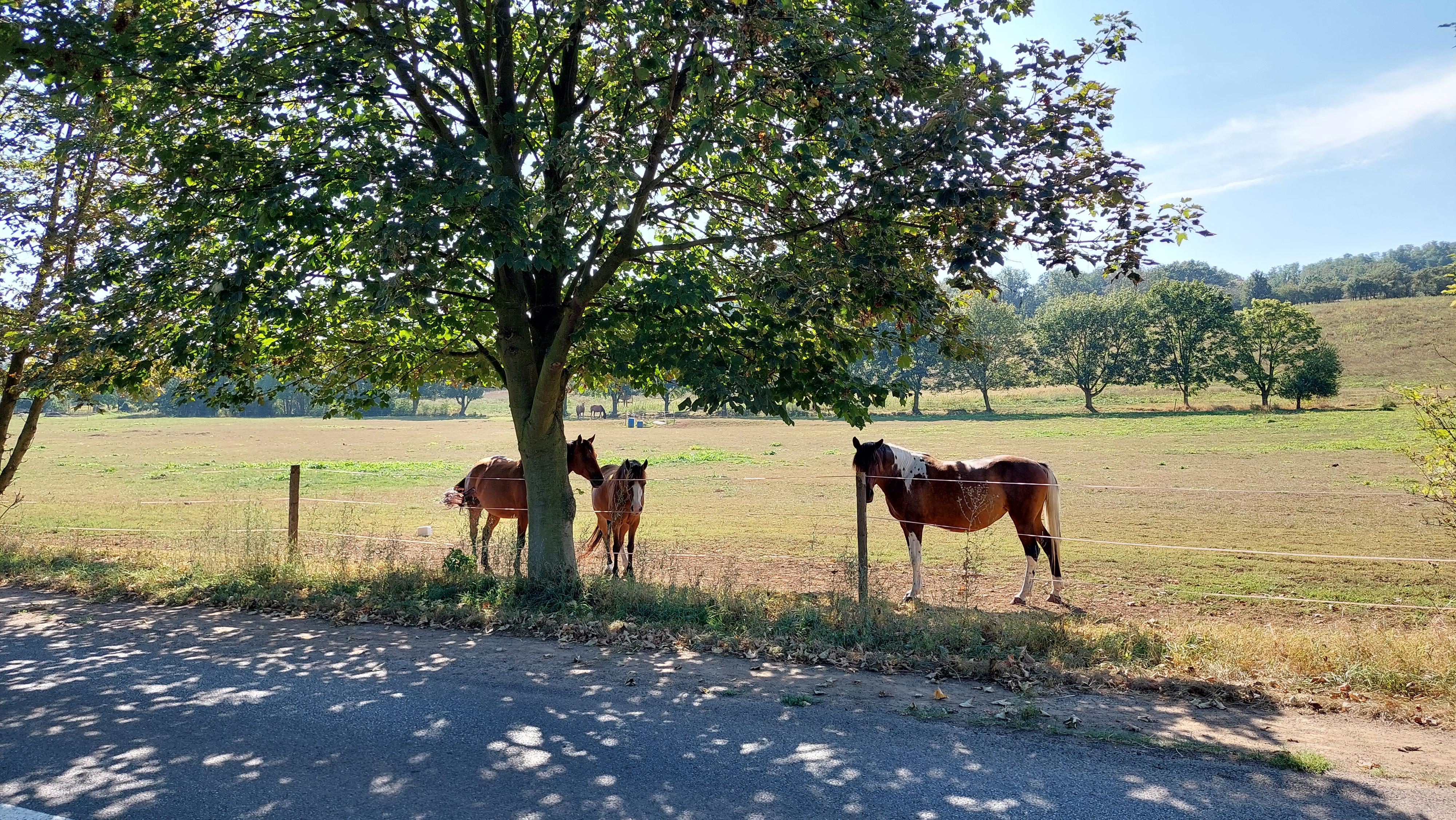 Spolek farmy Řehlovice foto 5