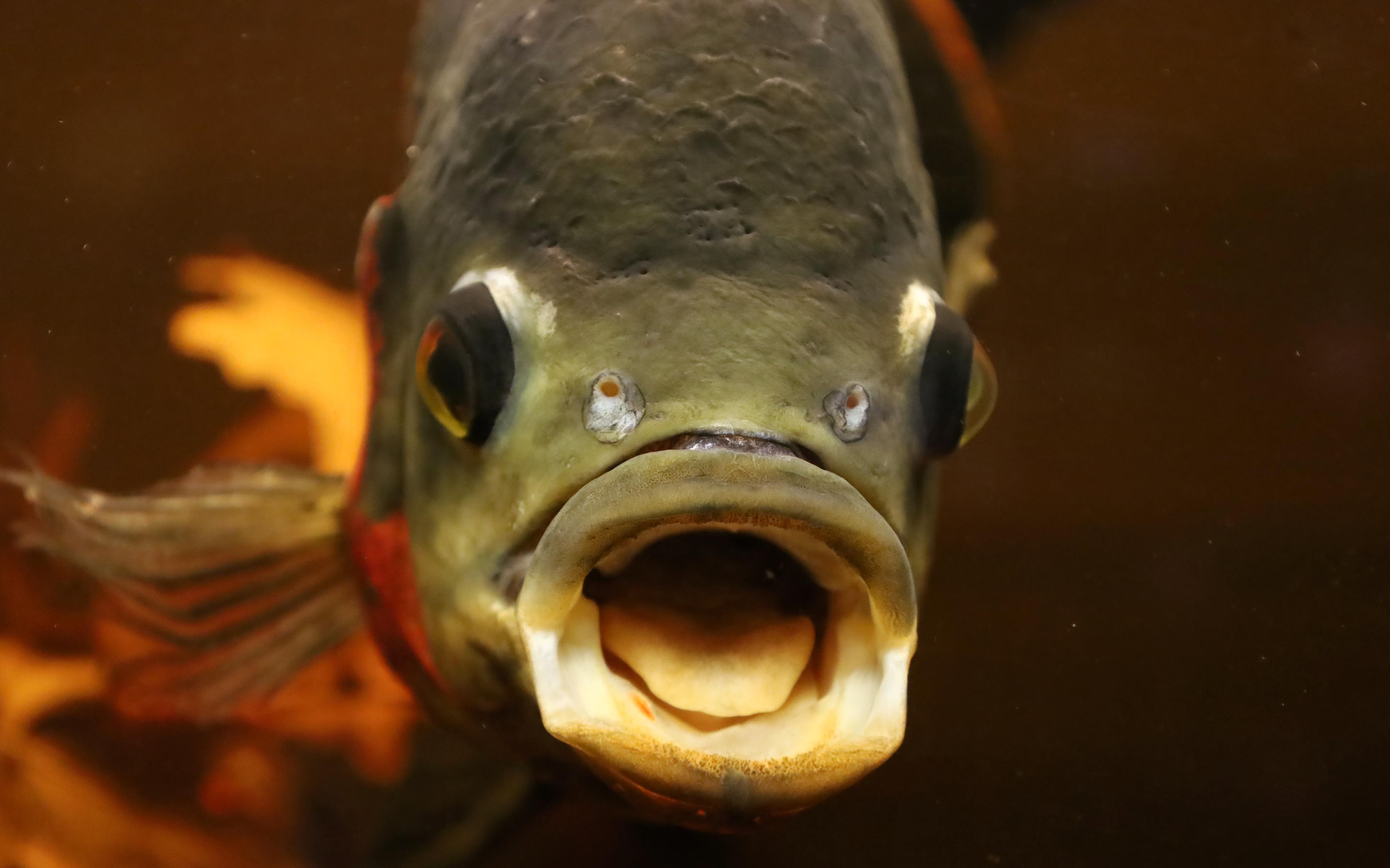 Veřejné akvárium v České Lípě foto 4