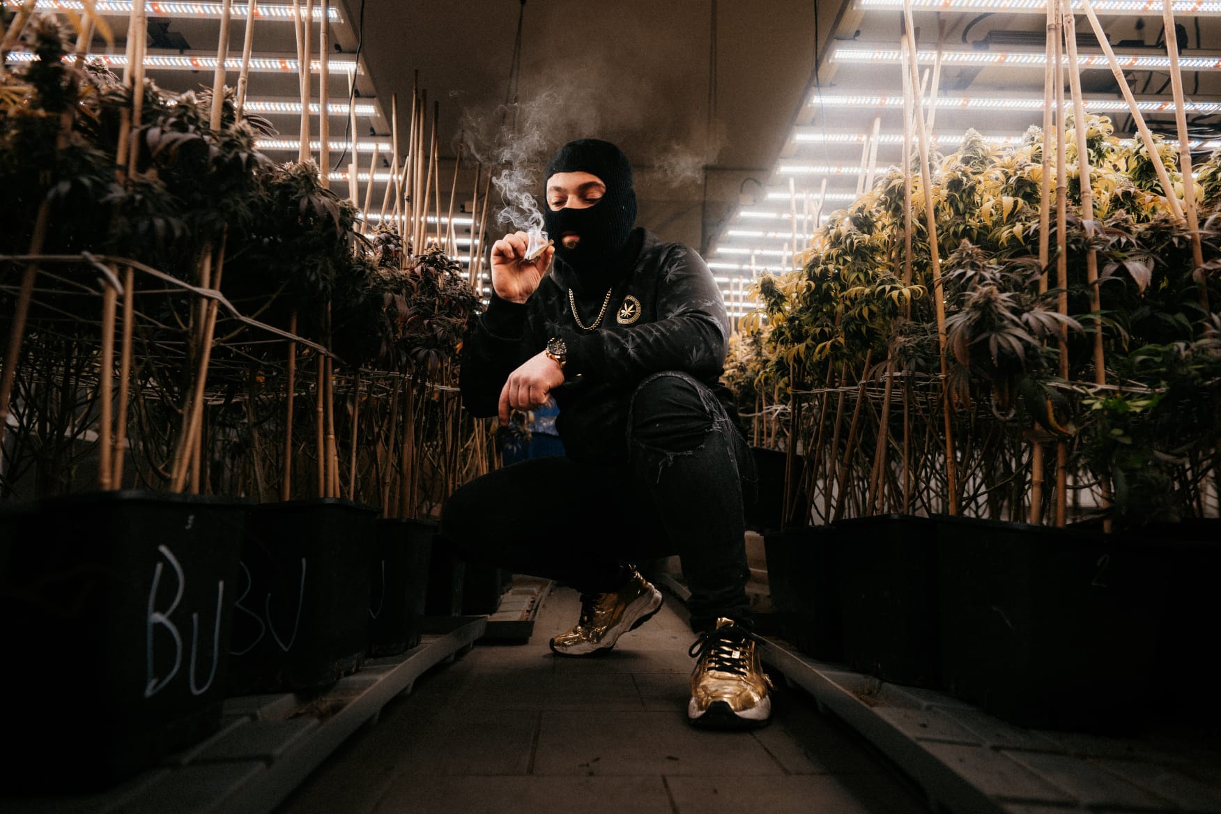 Cannabis store Jahaha