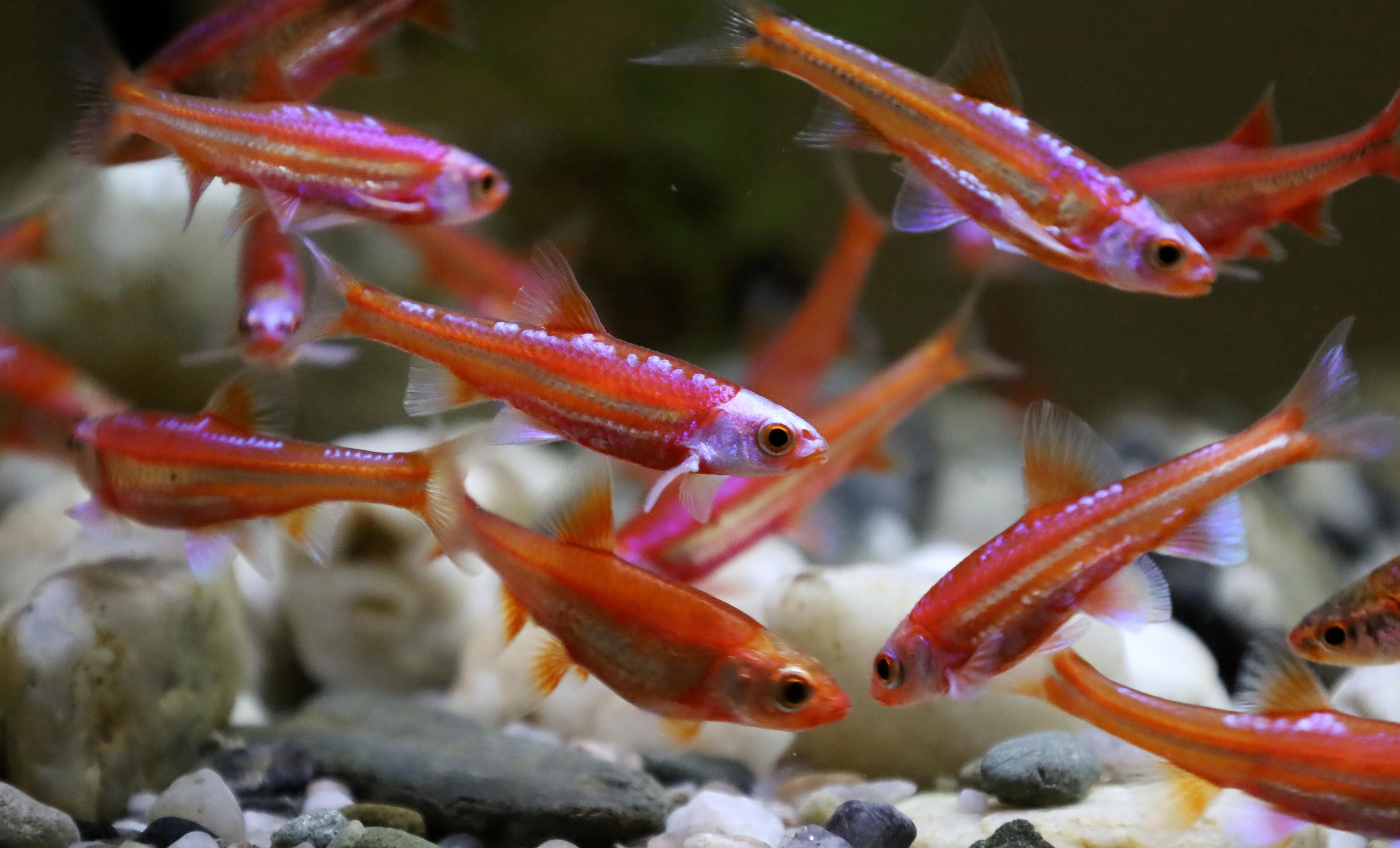 Veřejné akvárium v České Lípě foto 3