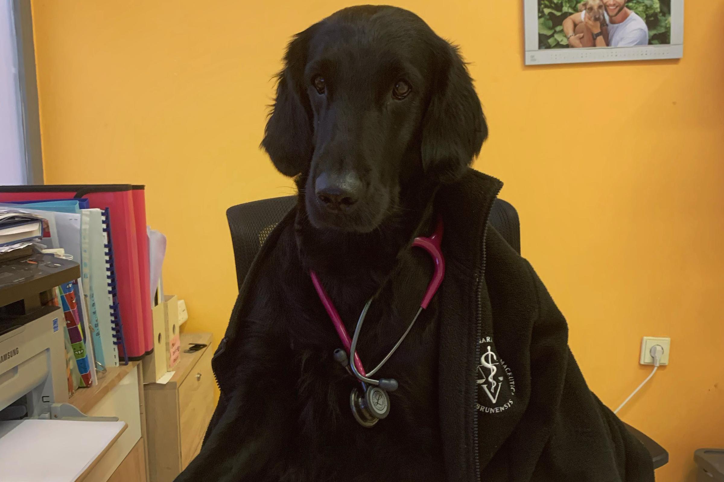 Výjezdová veterinární služba ArtyVet - MVDr. Vendula Stoklasová