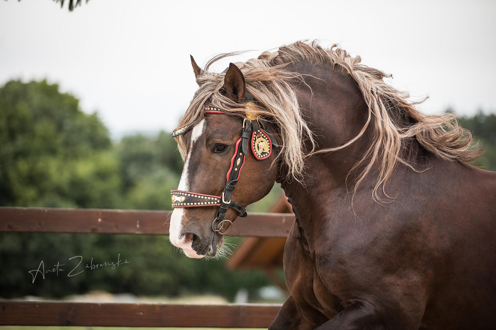 Stáje Těchov foto 3