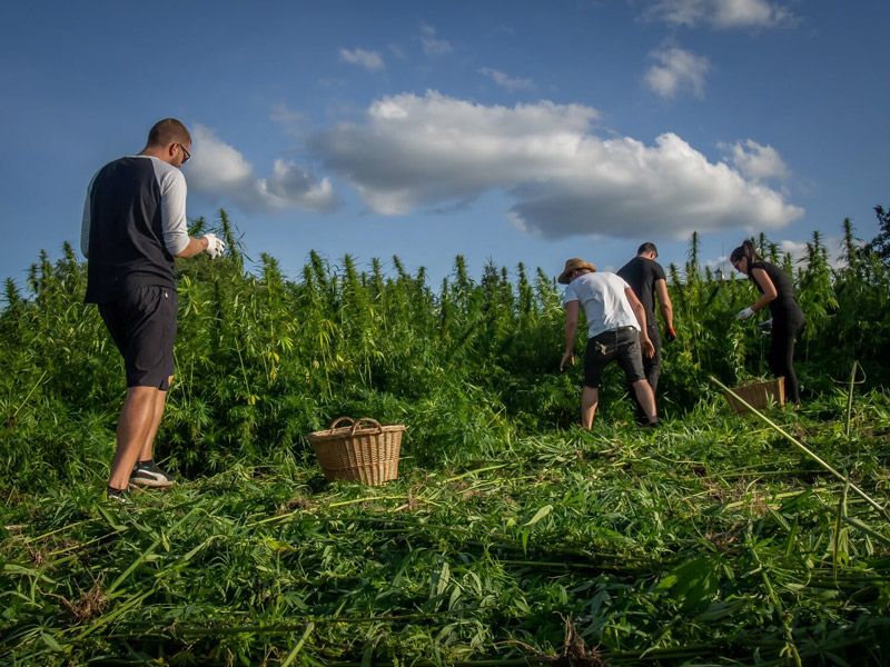 Konopný Táta foto 2