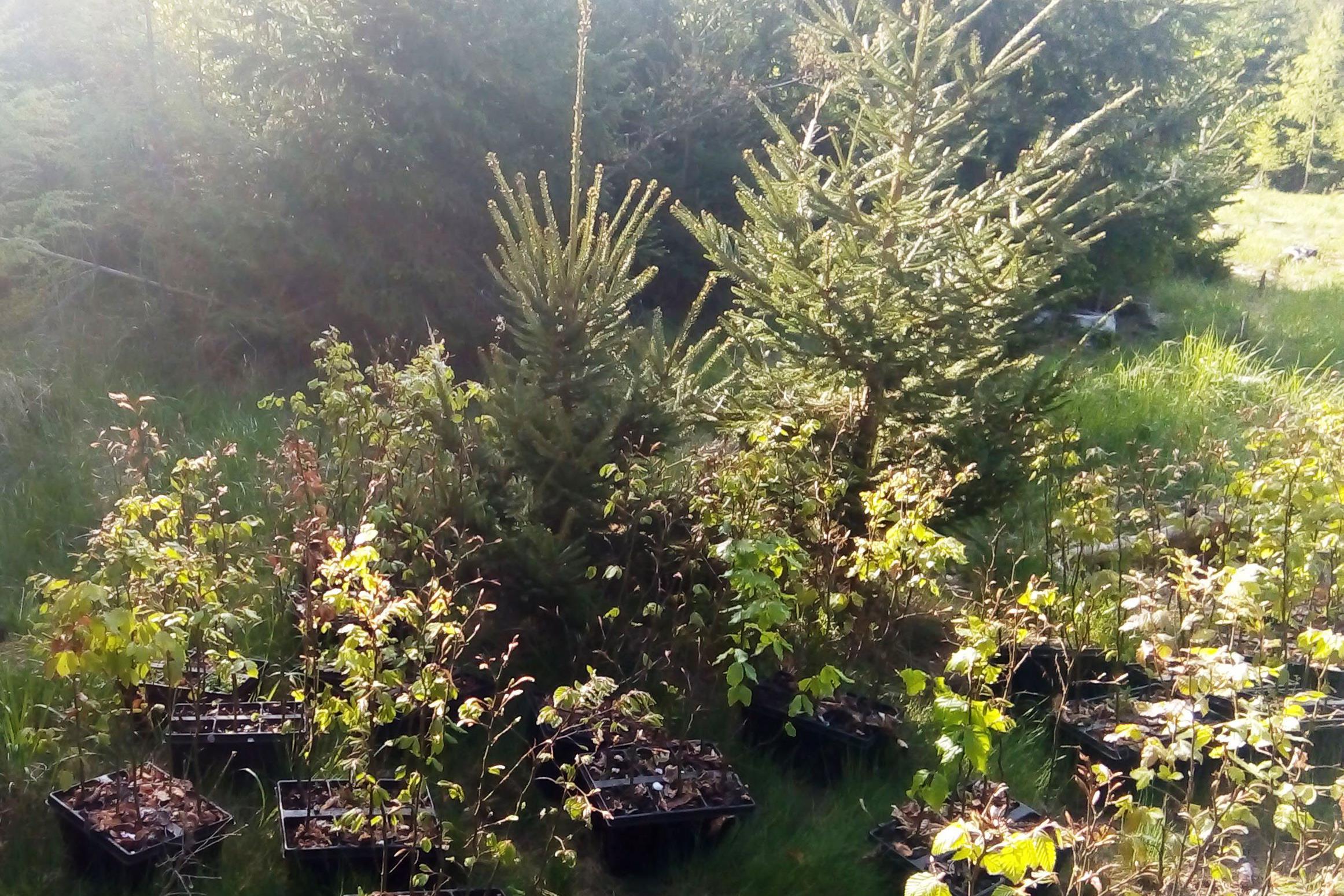 Správa lesů města Soběslavi, s.r.o.