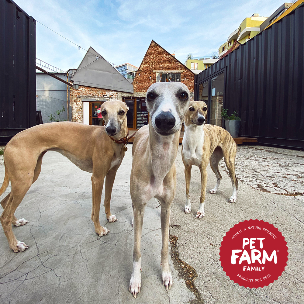 Pet Farm Family foto 3