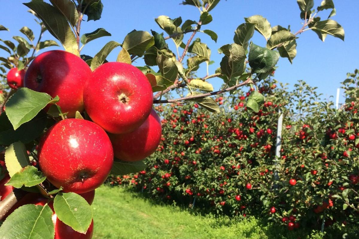Thoř - ovocnářská farma