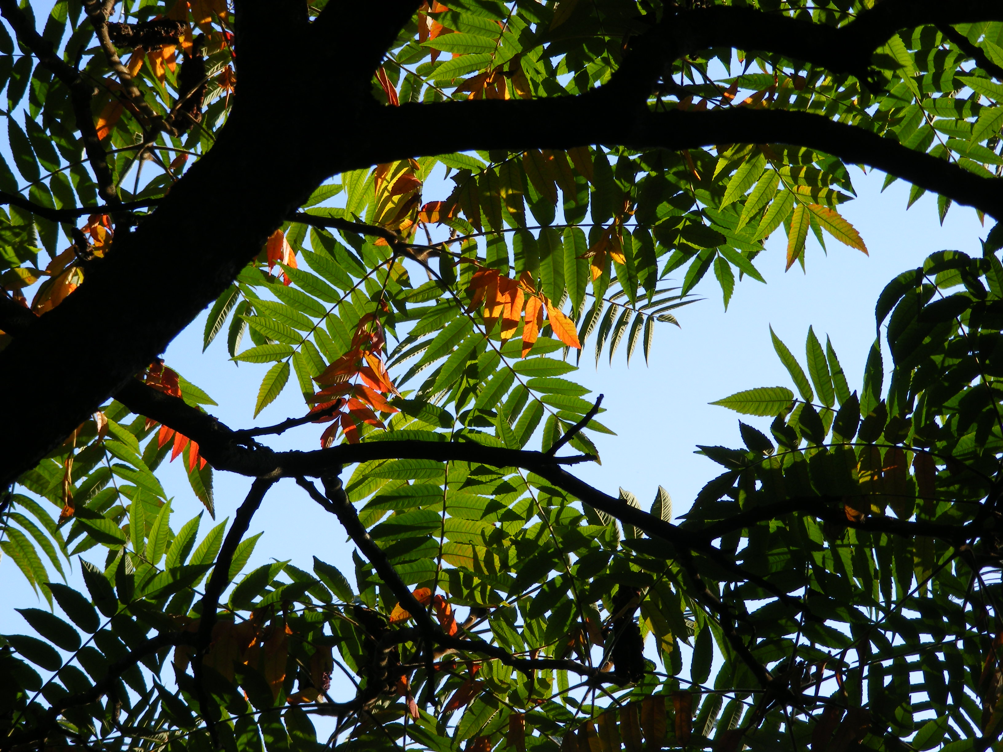 Krčma Na Prženském vrchu foto 4