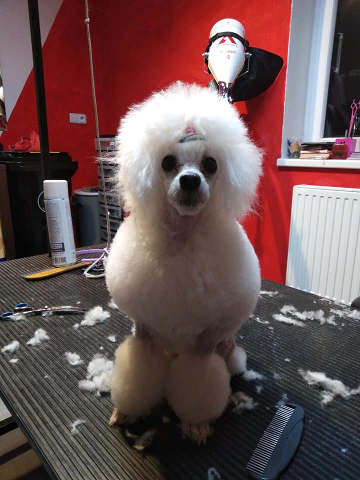 SALON BLACK AND WHITE foto 4