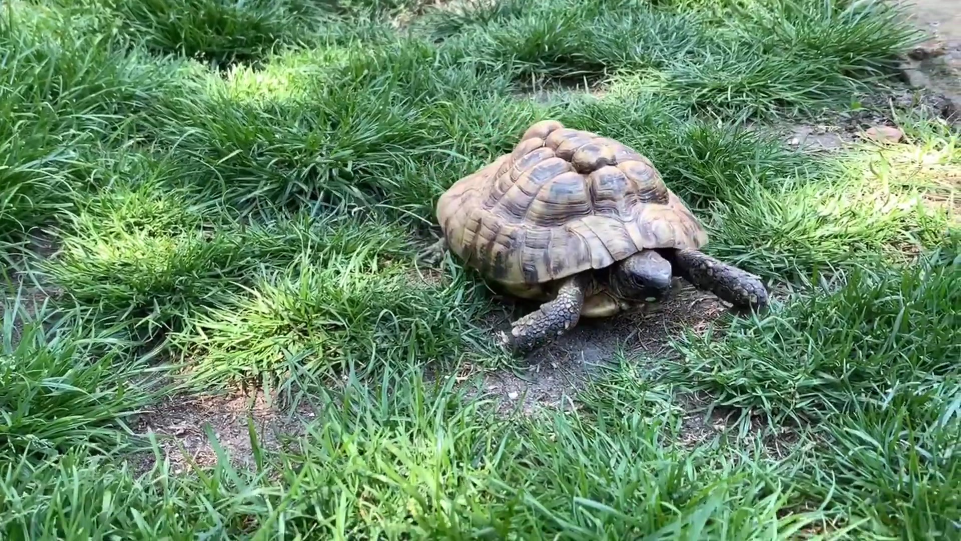 Nadační fond Slza zvířat foto 2 (náhled videa)