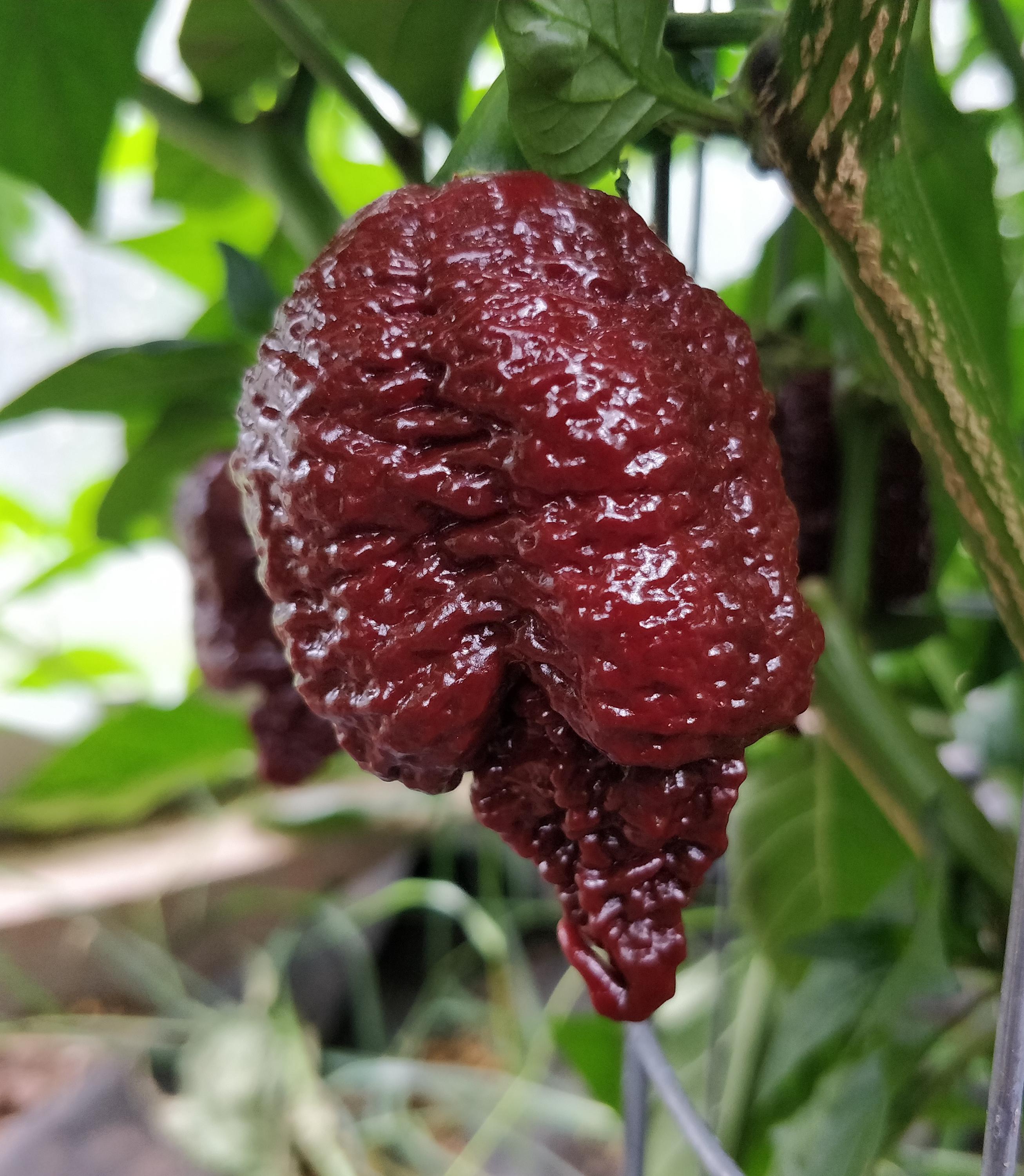 Semínka-Chilli.cz foto 4
