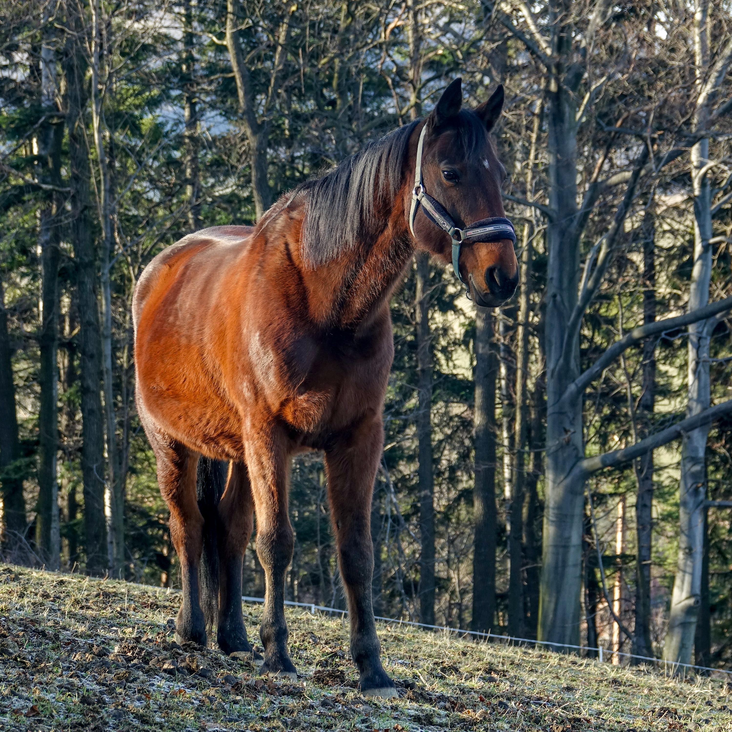 Horečky ranč foto 4
