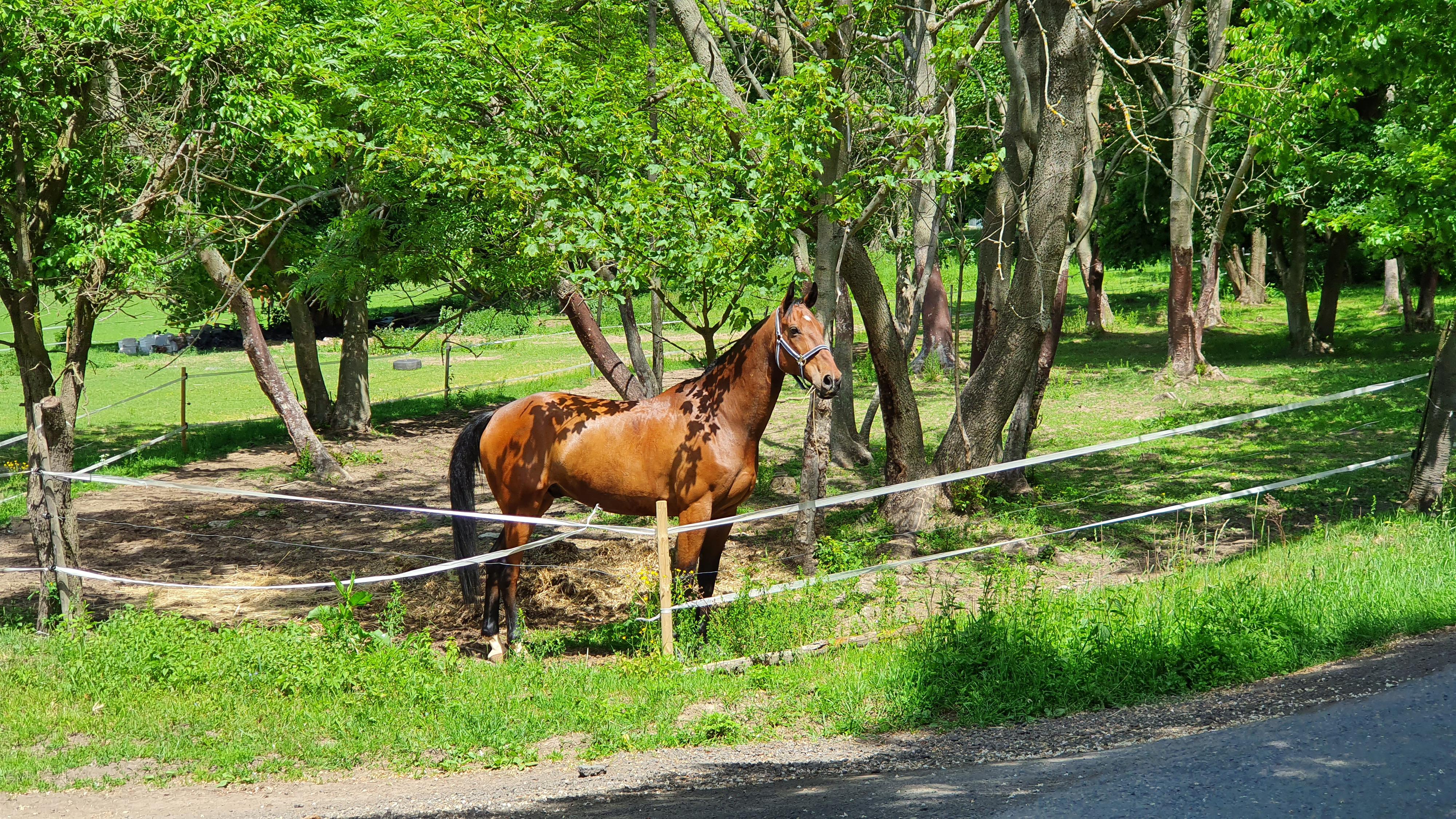 Kamenná stáj Čeřeniště, s.r.o. foto 6