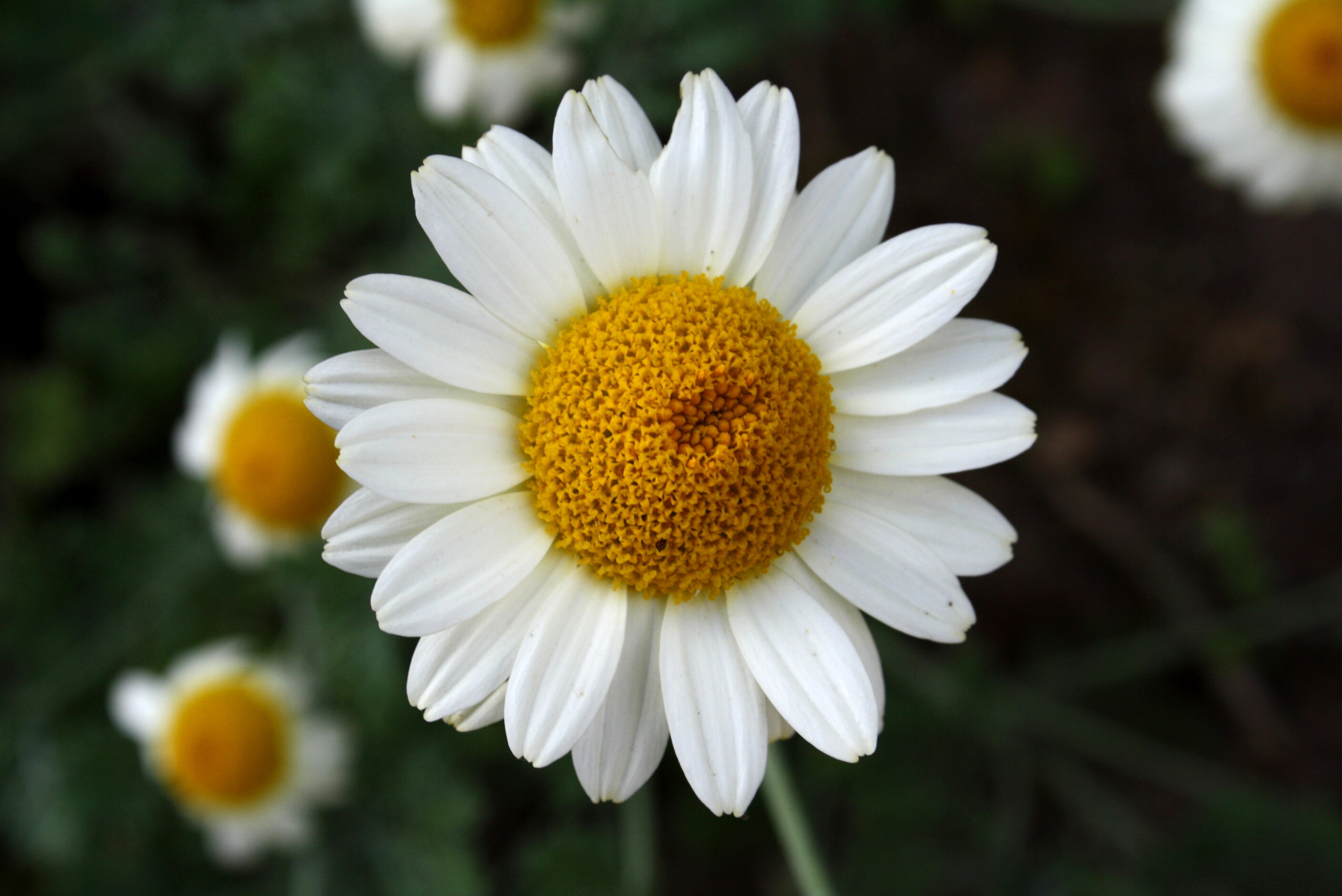 Aromaticus.cz foto 4