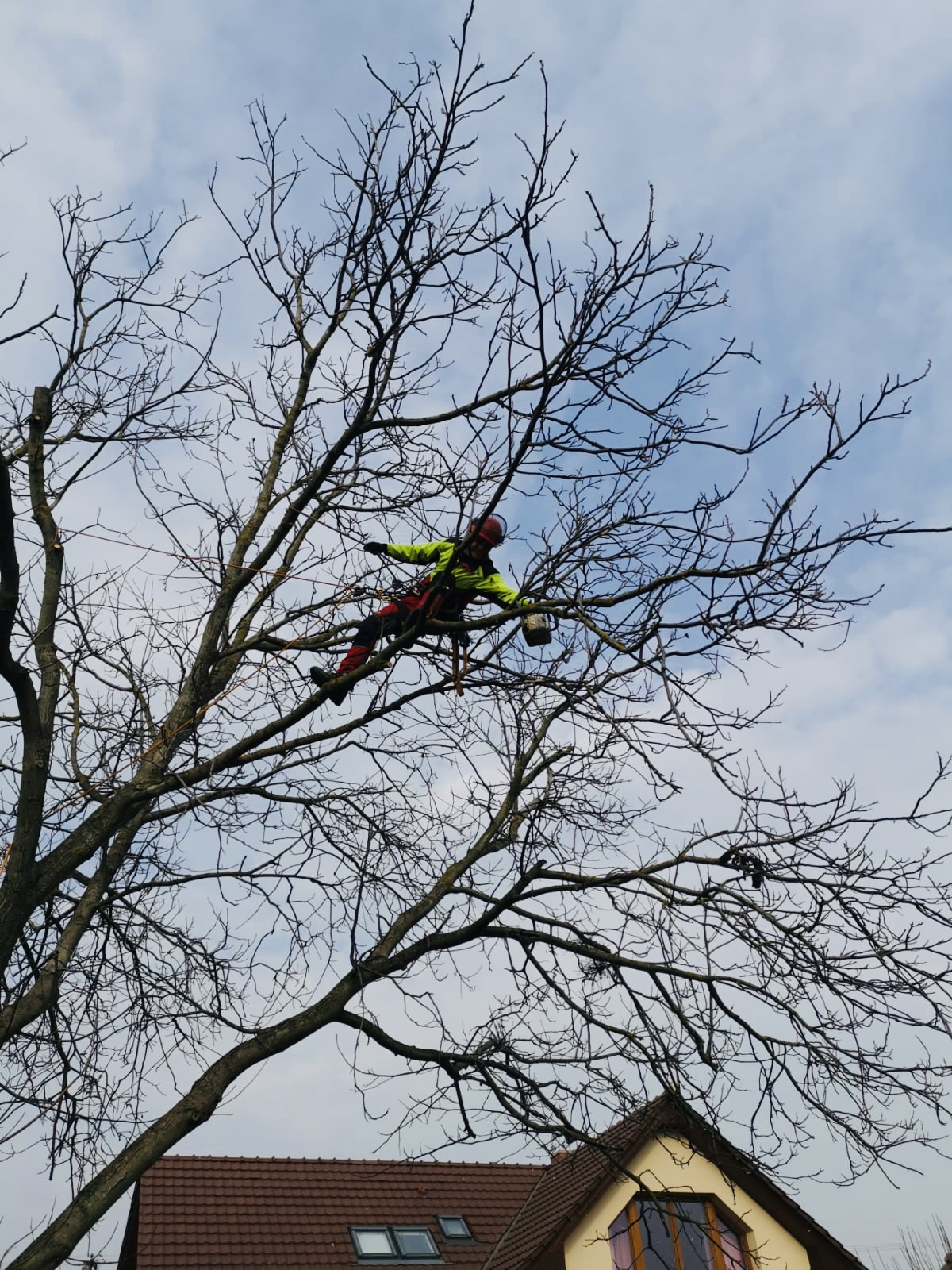 ArboSOS - Rizikové kácení stromu a výškové práce foto 6