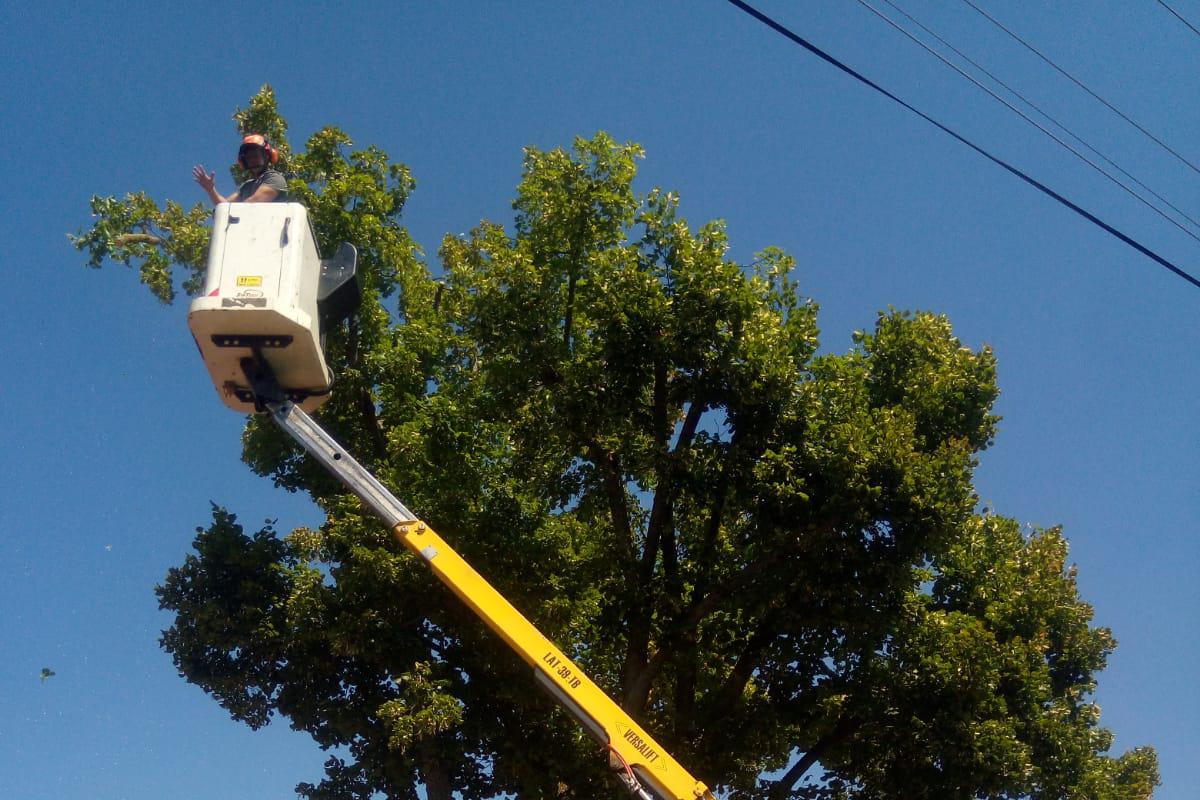 Rizikové kácení - Arbosafe