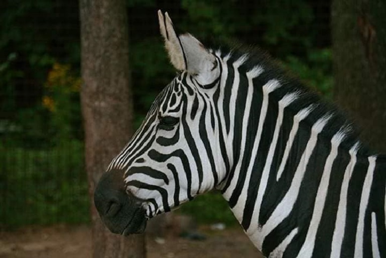 ZOOPARK Doksy foto 4