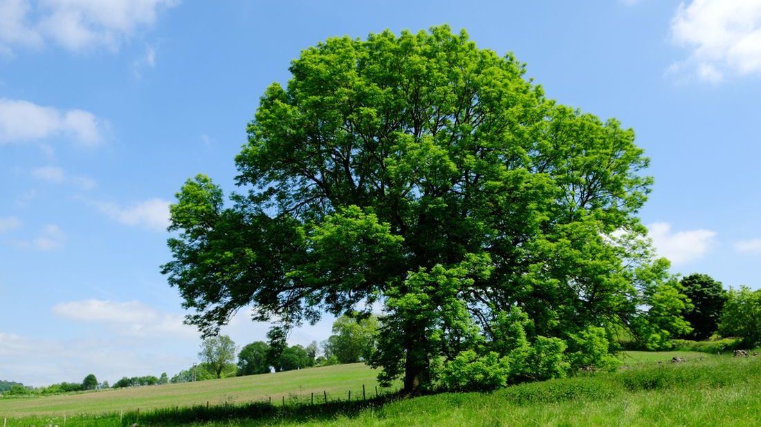 Kácení a údržba flóry Antonín Kollman foto 3