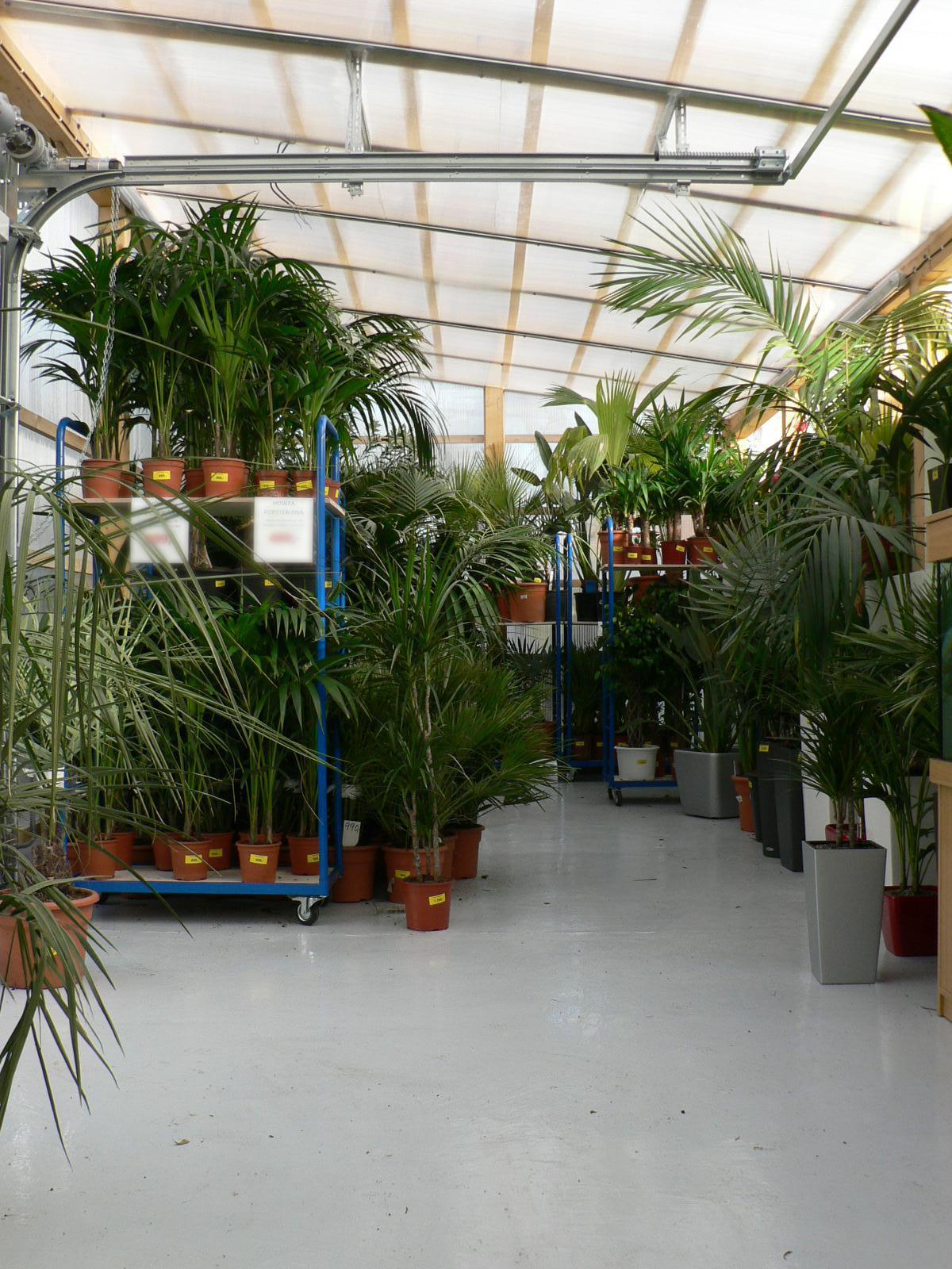 Palmycycasy.cz foto 3