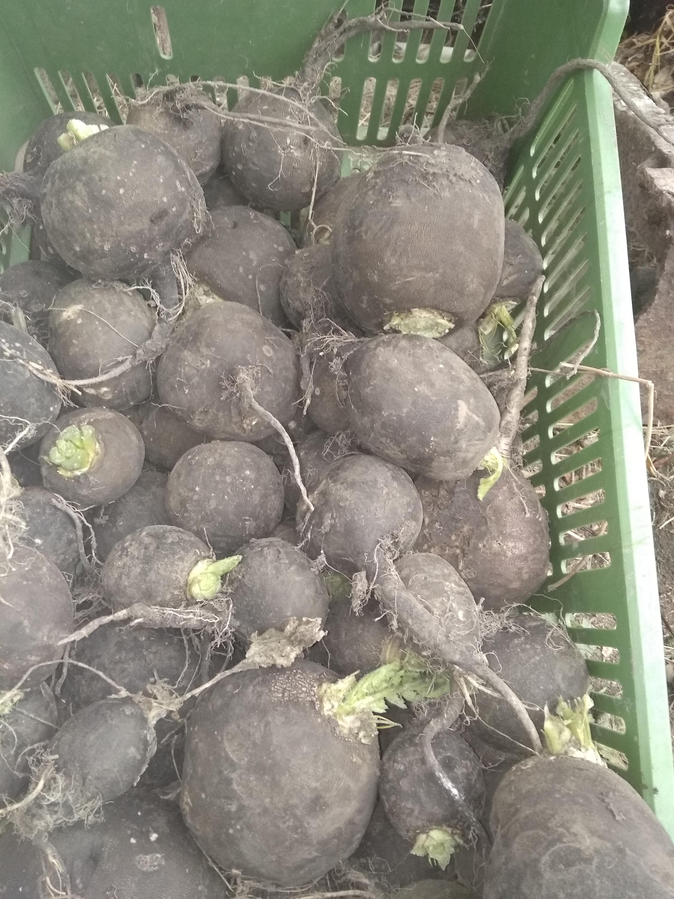 Jiří Veselý foto 2