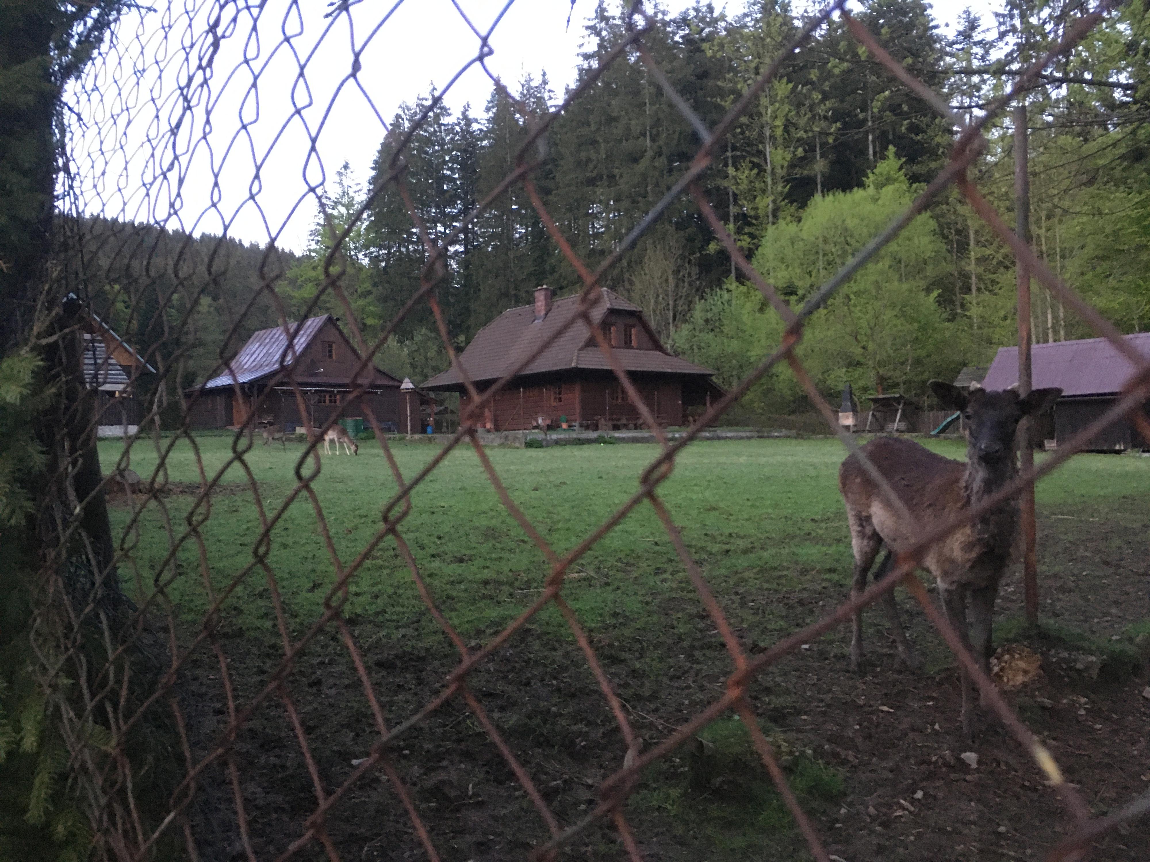 Chalupy u dančí a jelení obory foto 5
